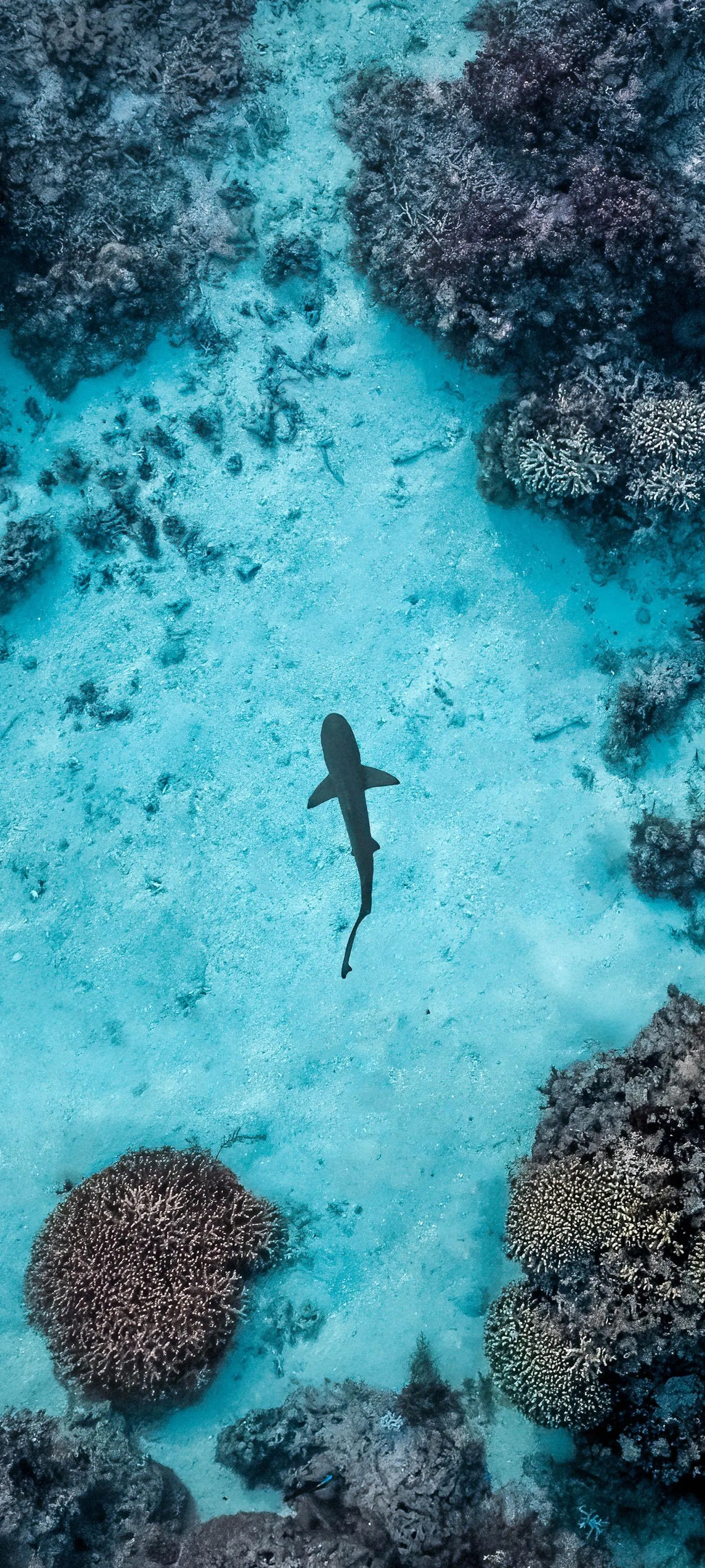Shark Swimming in Clear Blue Ocean with Coral Reef Image