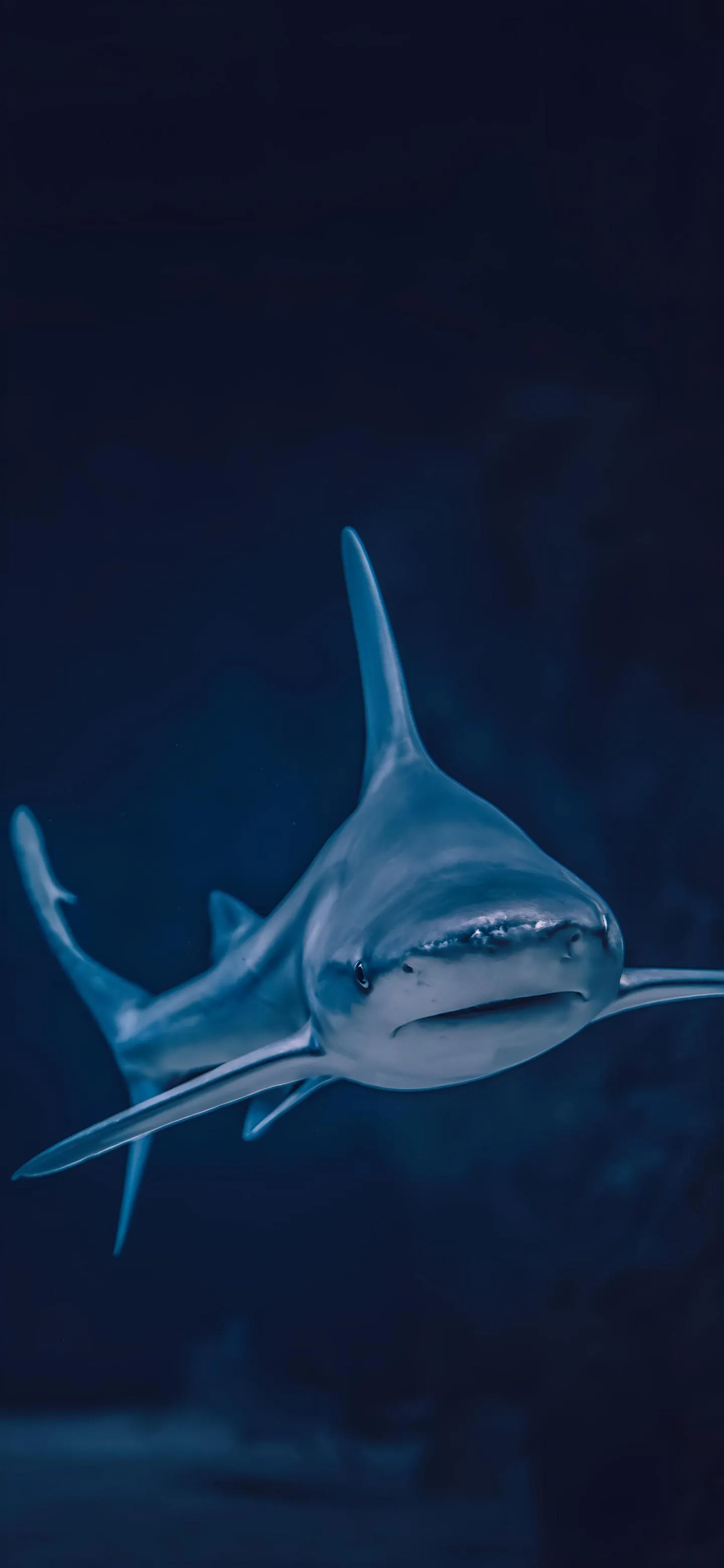 Shark Underwater Digital Ocean Scene Mobile Art Wallpaper