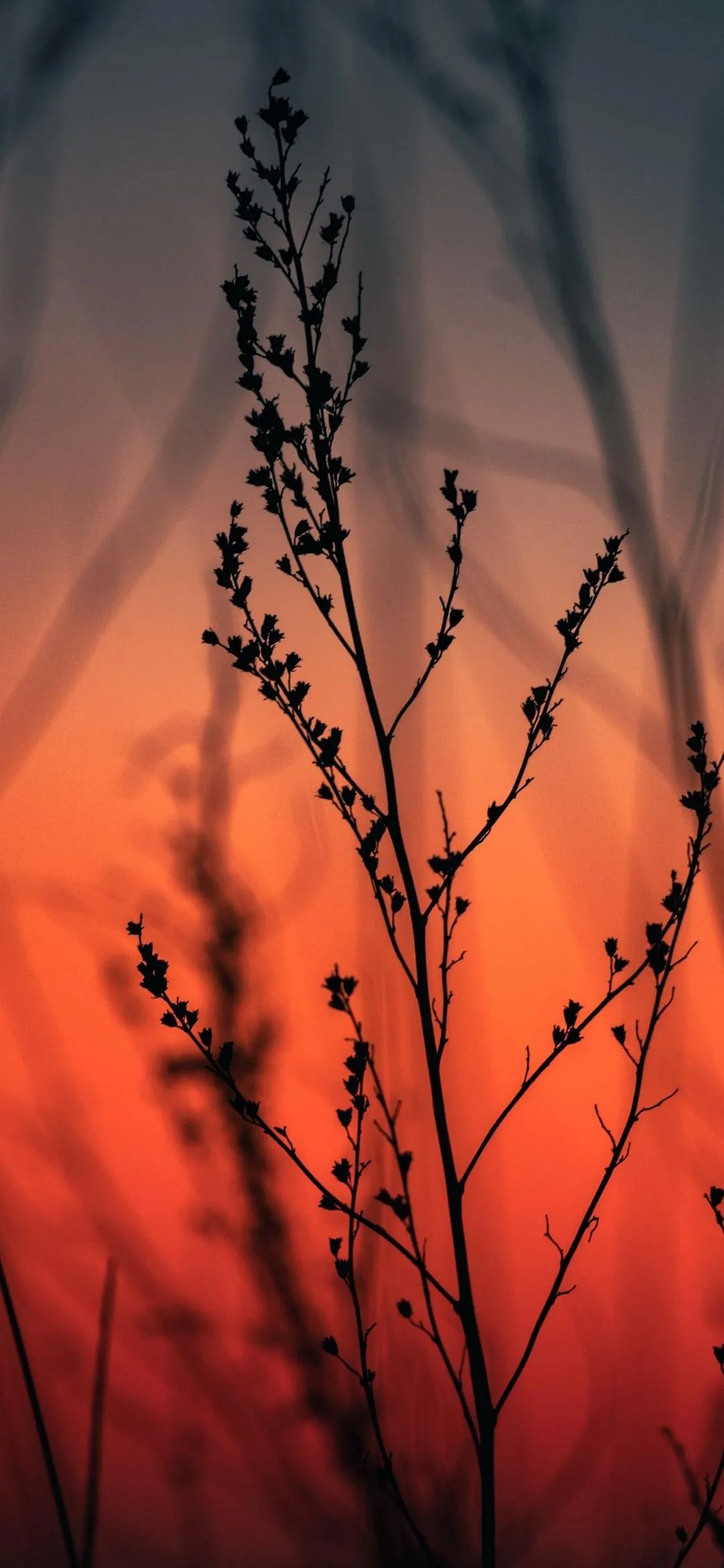 Silhouette of Grass in Sunset Orange Background Wallpaper