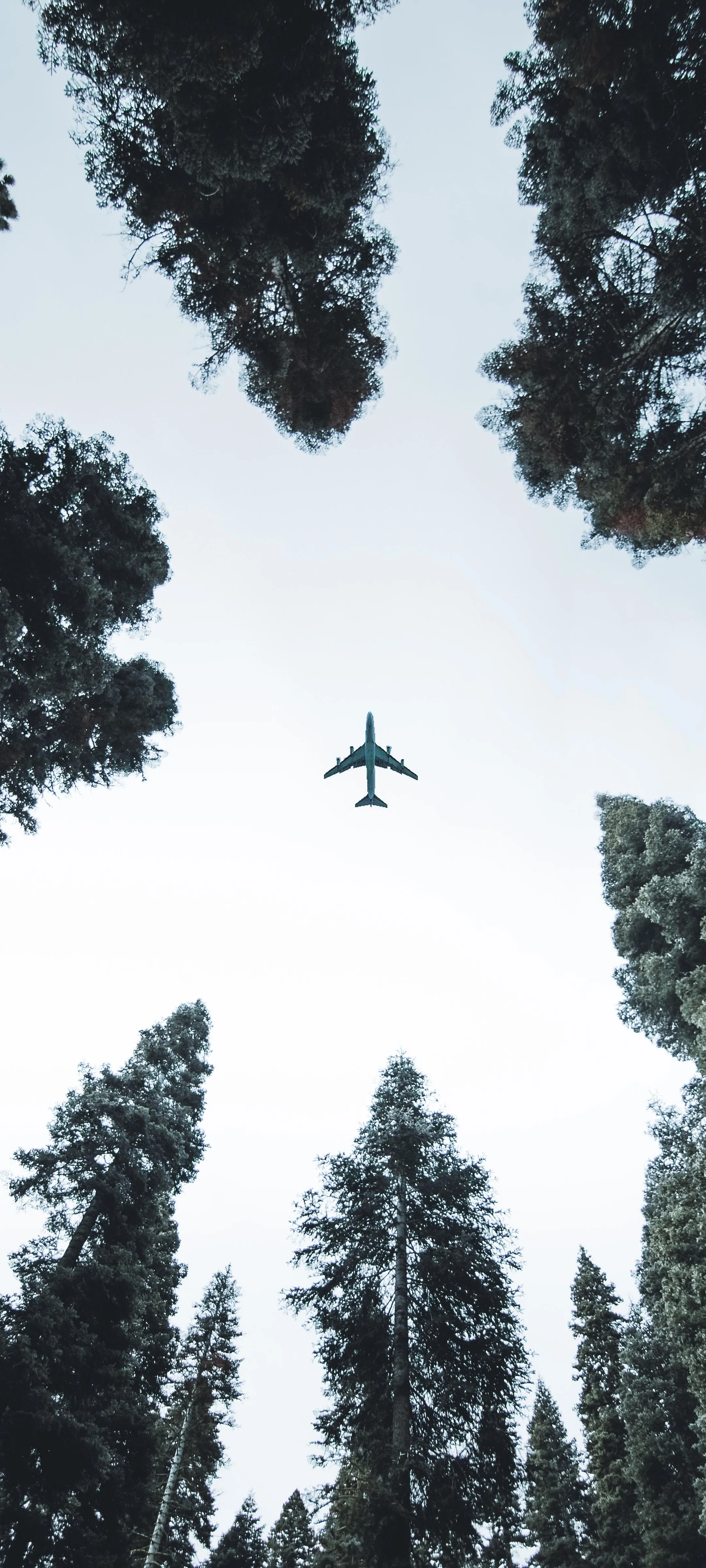 Silhouette of Plane Flying Over Tall Trees in Black and White