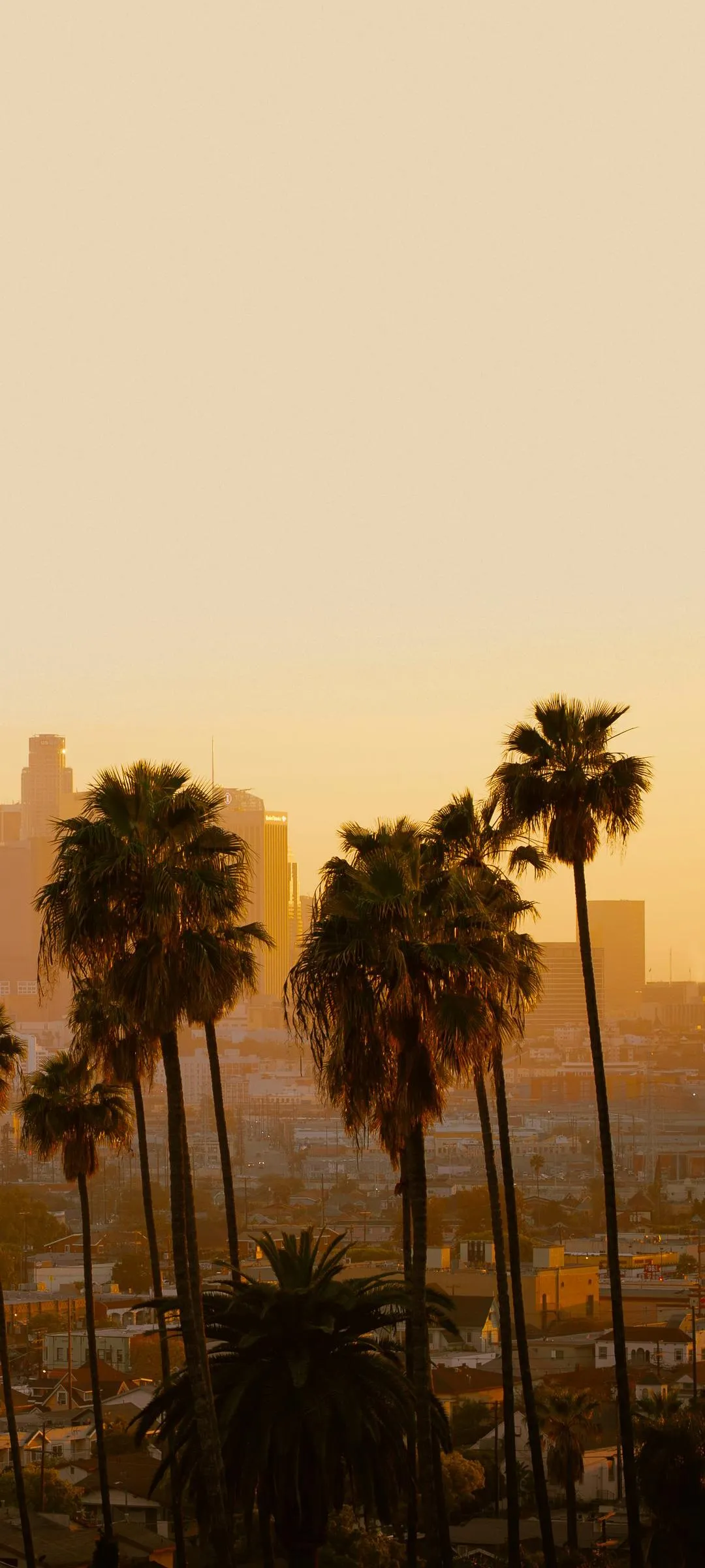 Silhouettes of Palm Trees Under Orange Sky Sunset Wallpaper