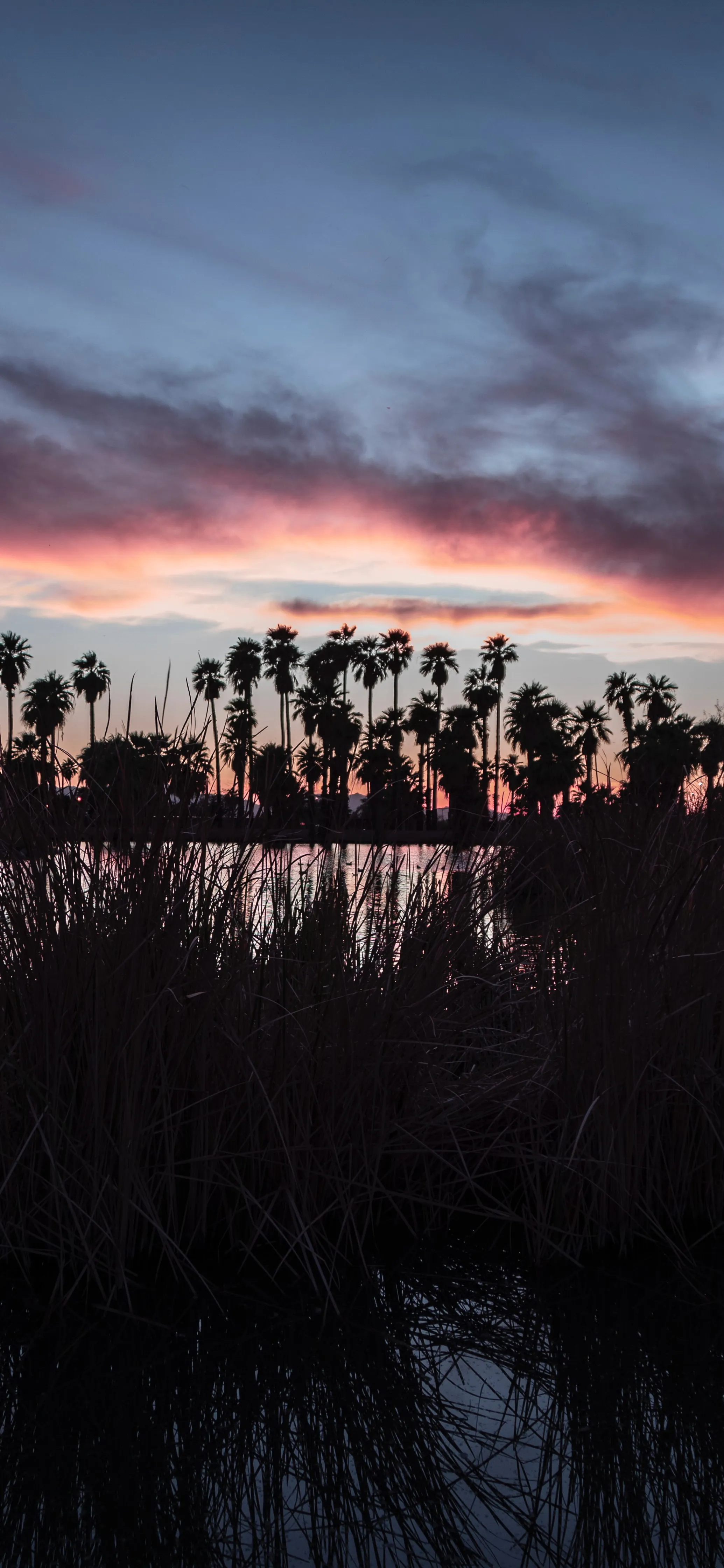 Silhouettes of Trees at Sunset with Purple and Red Sky