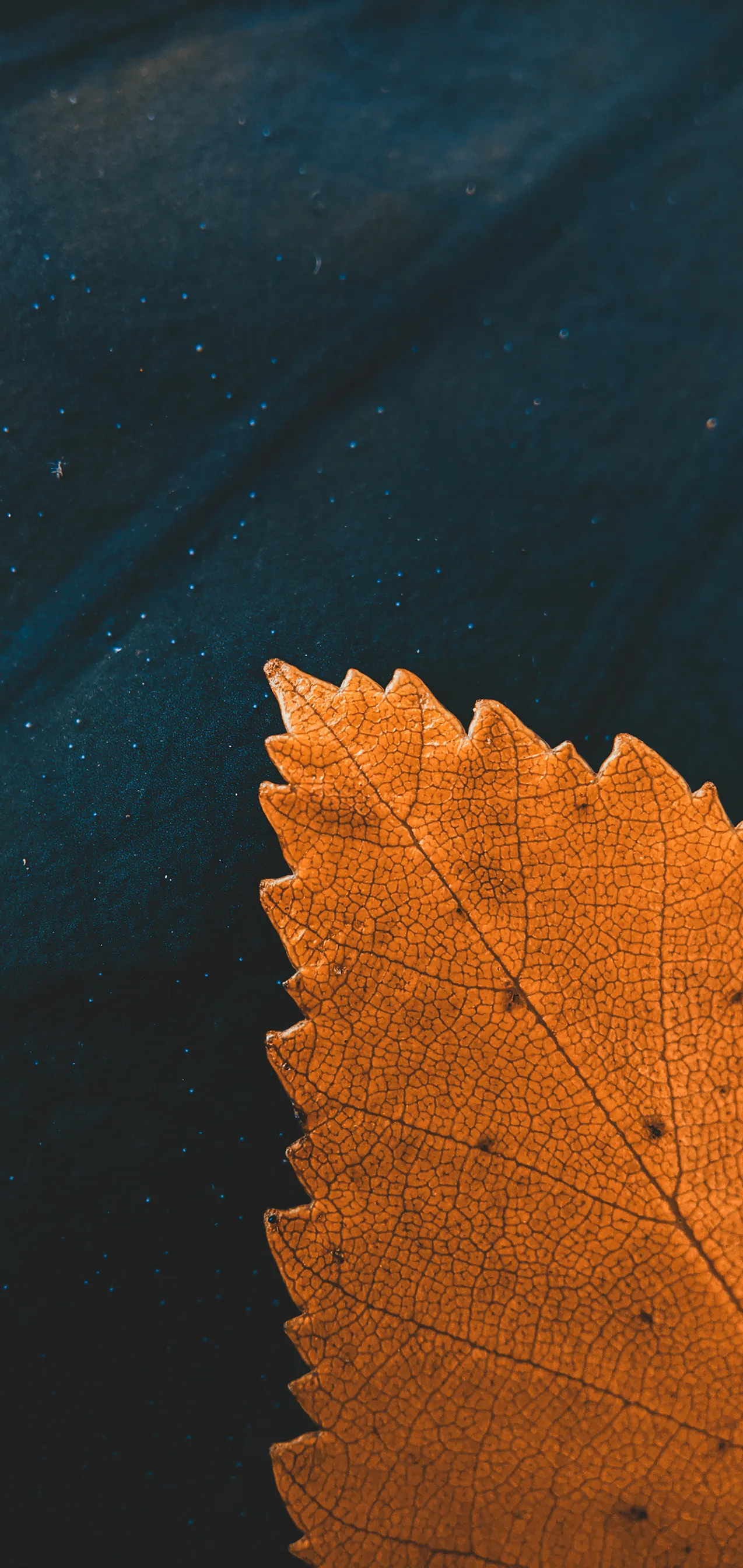 Single Autumn Leaf Floating on Dark Water Surface Image