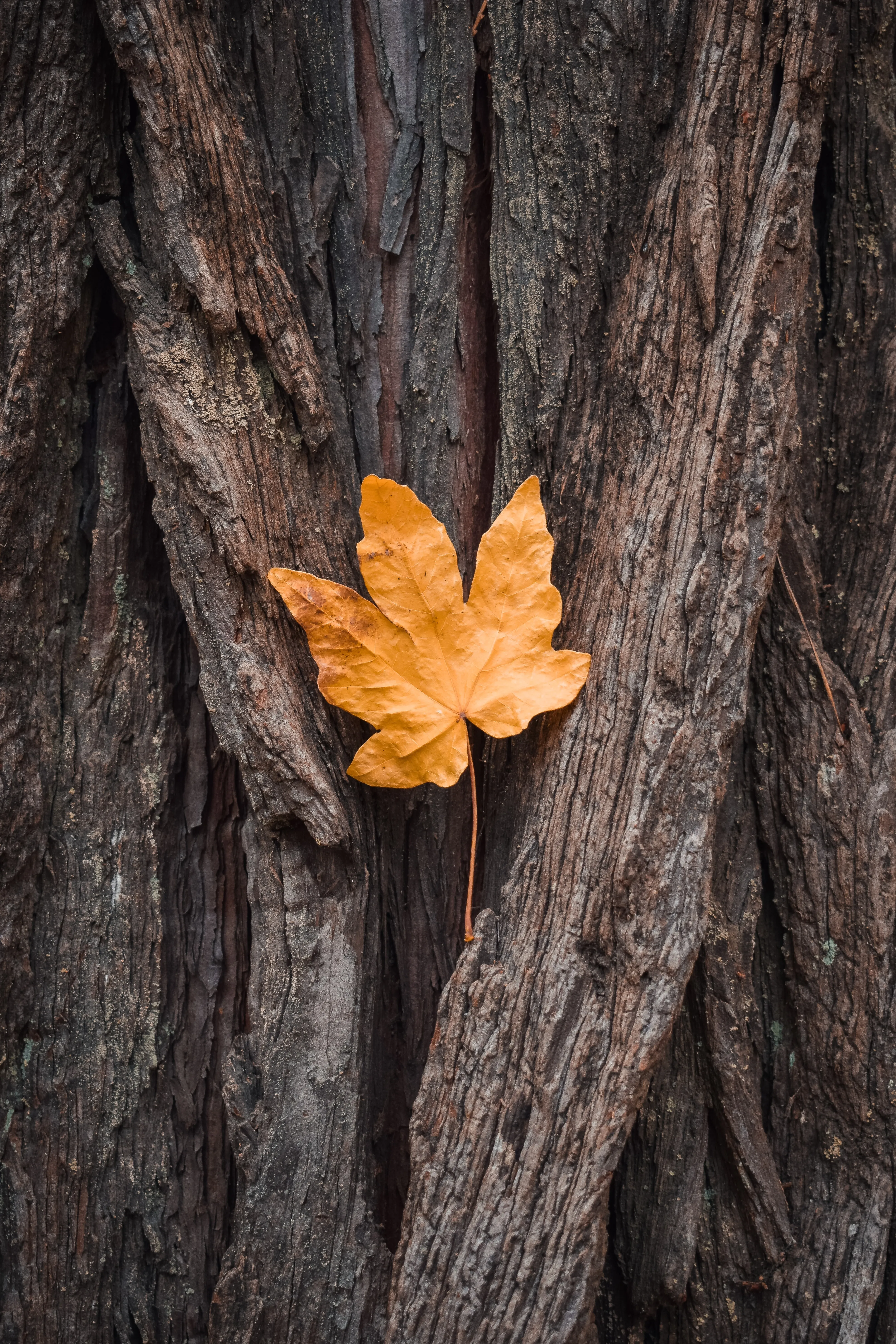 Single Autumn Leaf on Rough Tree Bark Surface Wallpaper