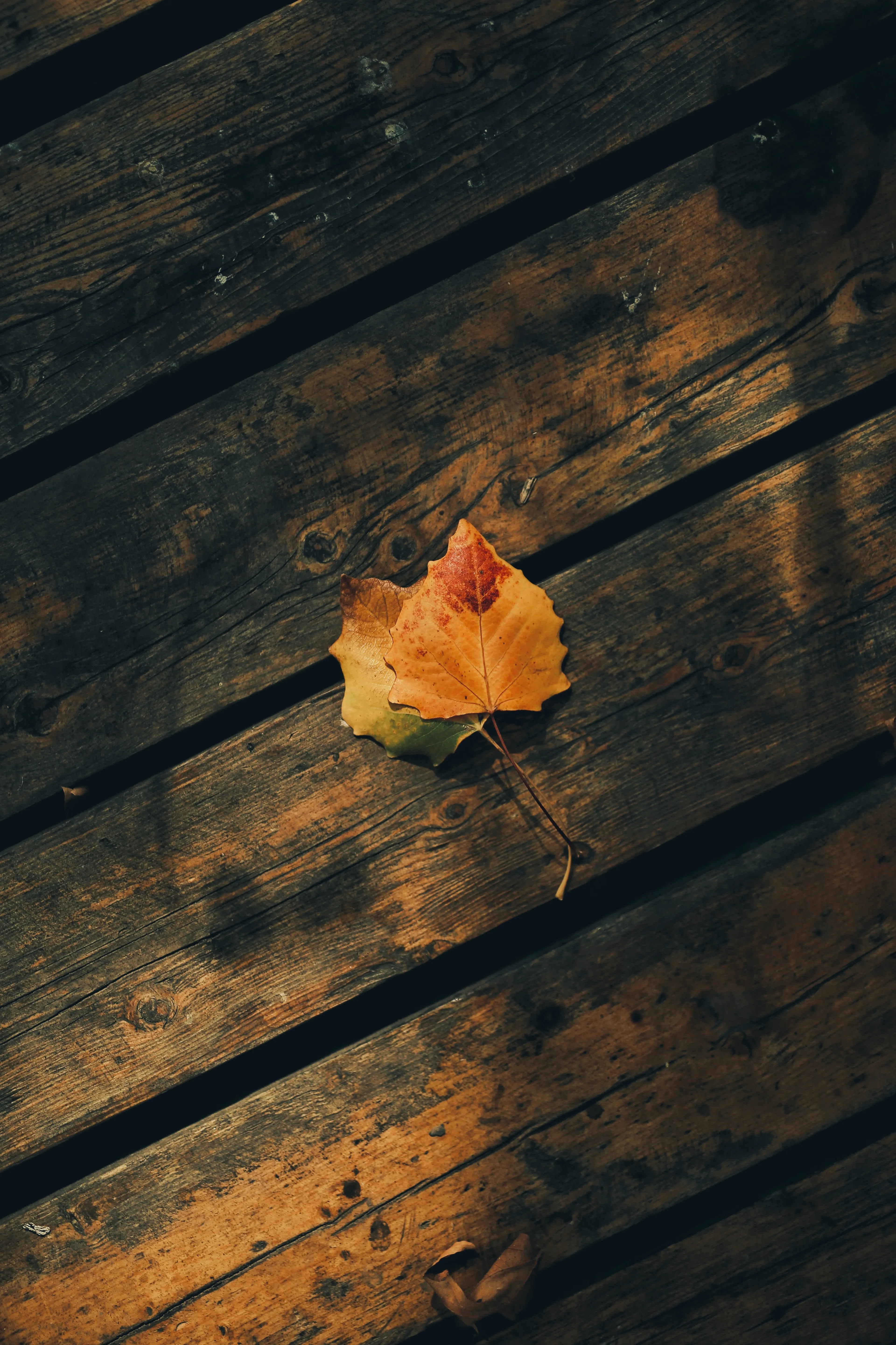 Single Autumn Leaf Resting on Wooden Deck Floor Wallpaper