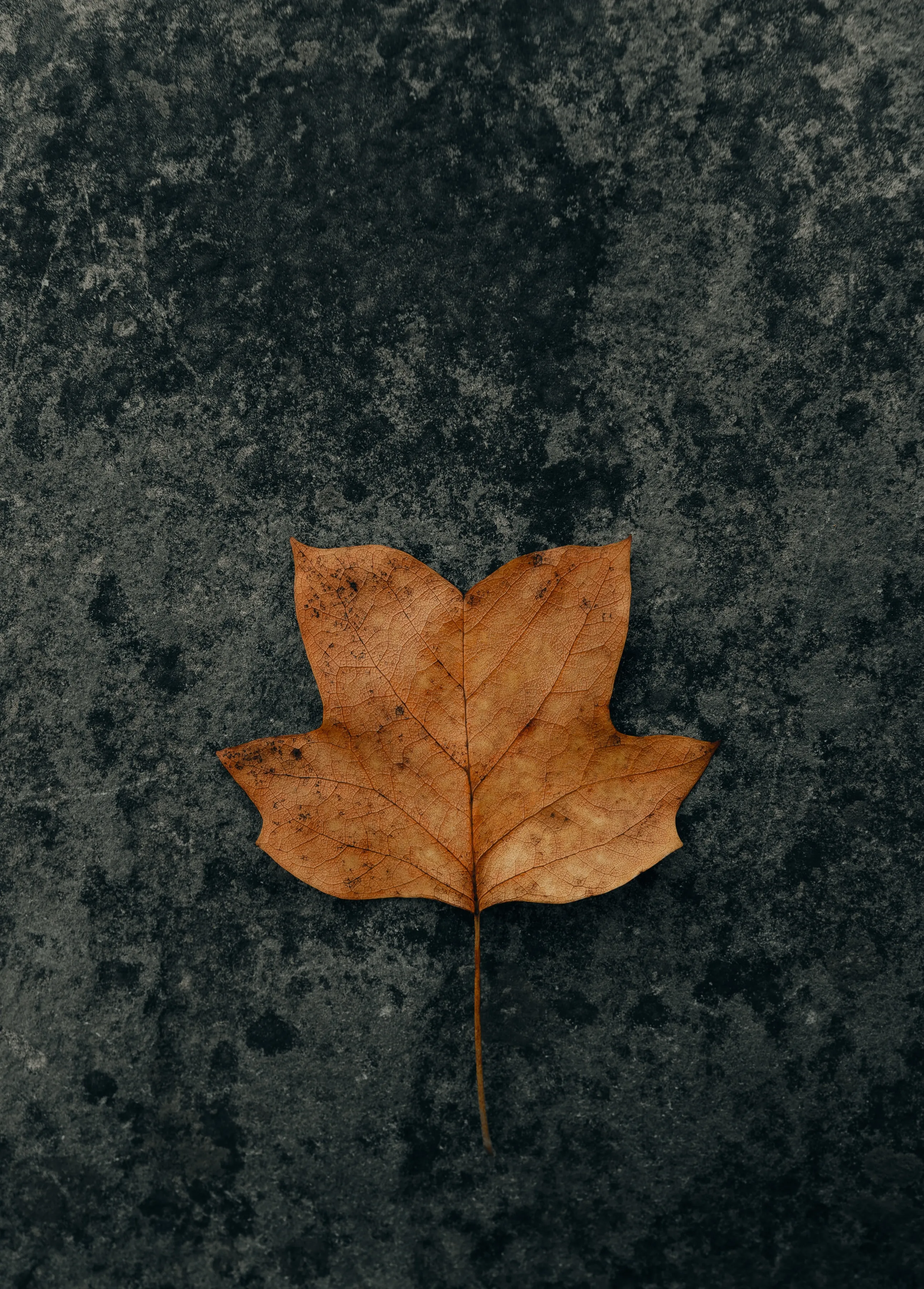 Single Brown Autumn Leaf on Dark Rough Surface Wallpaper