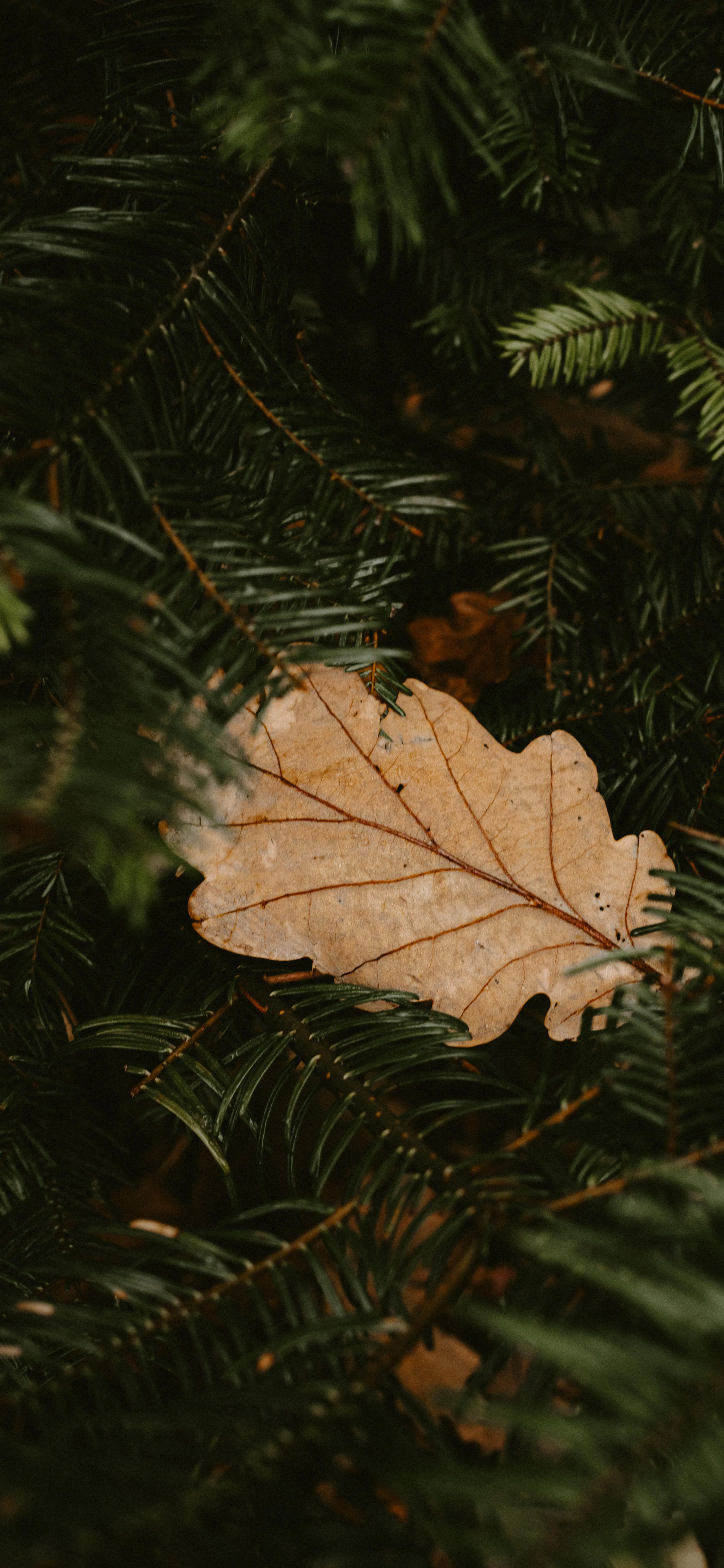 Single Brown Leaf on Dark Forest Leaves Wallpaper 4K