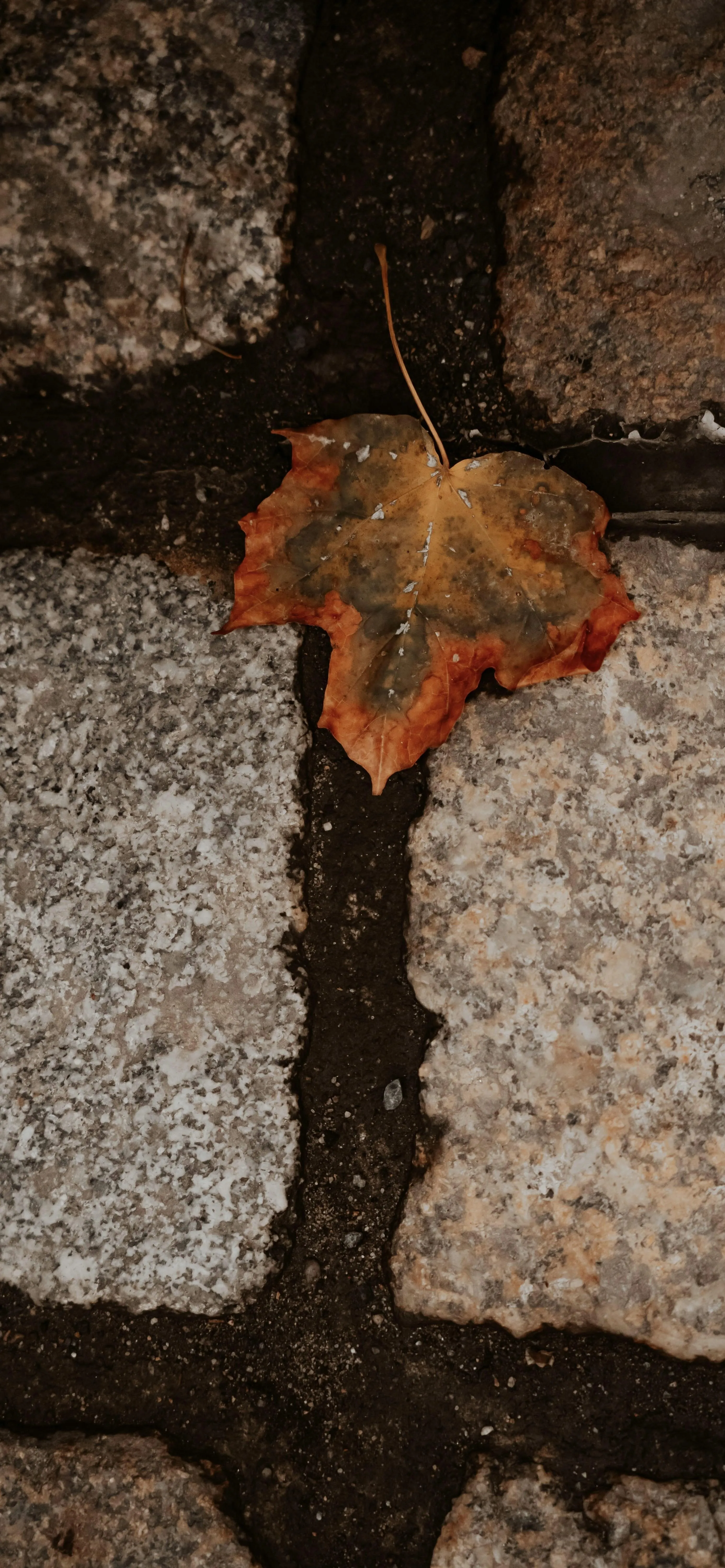 Single Fallen Leaf on Cracked Surface Mobile Wallpaper
