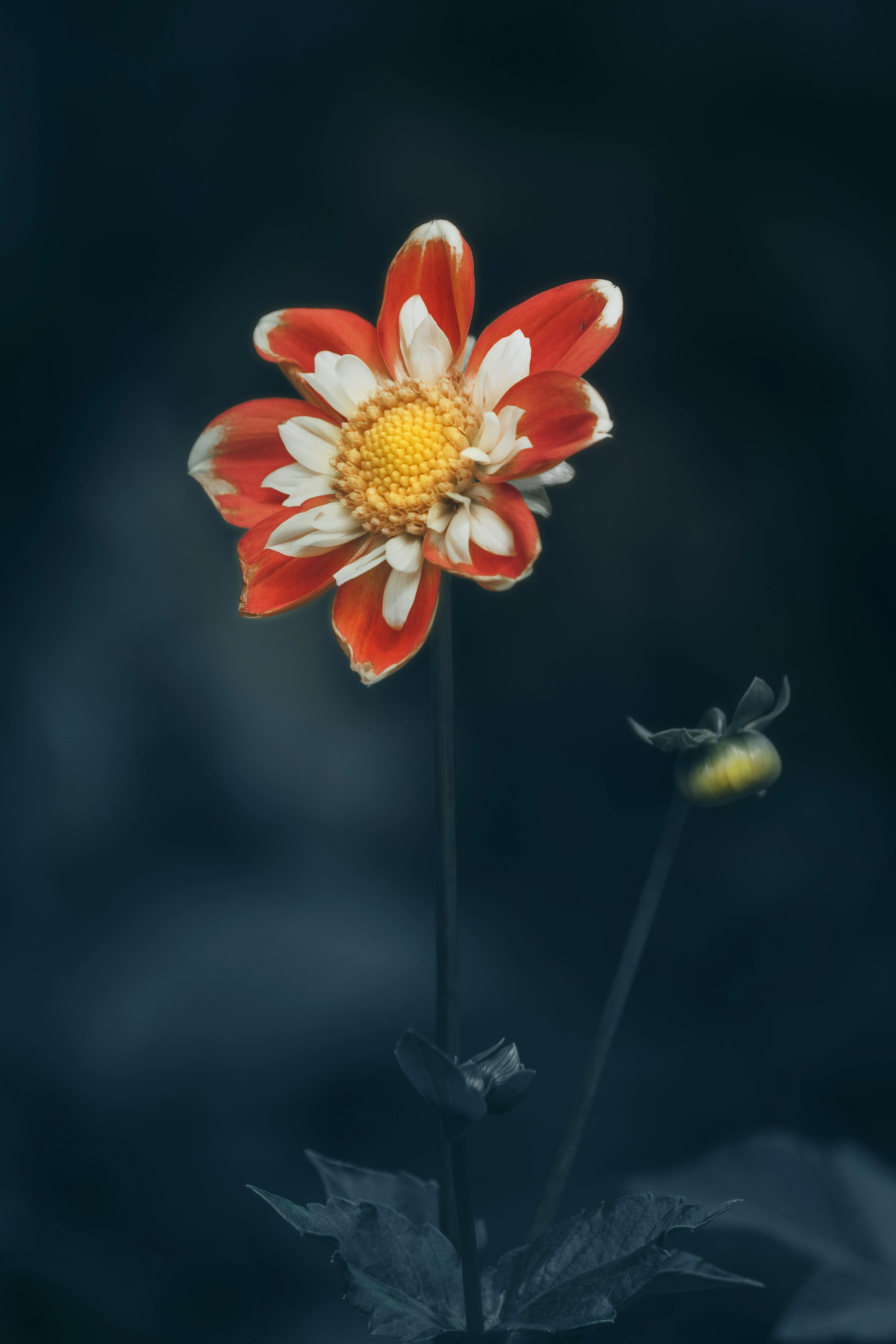 Single Flower Blooming in Soft Focus Dark Background