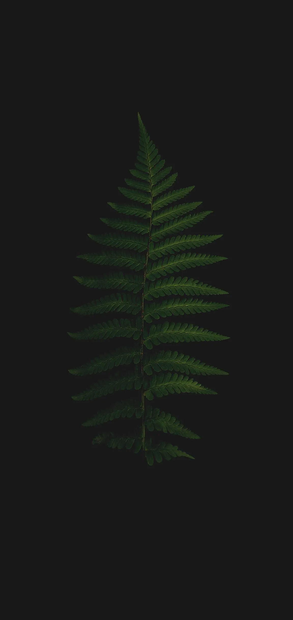 Single Green Fern Leaf on Dark Minimal Background Wallpaper