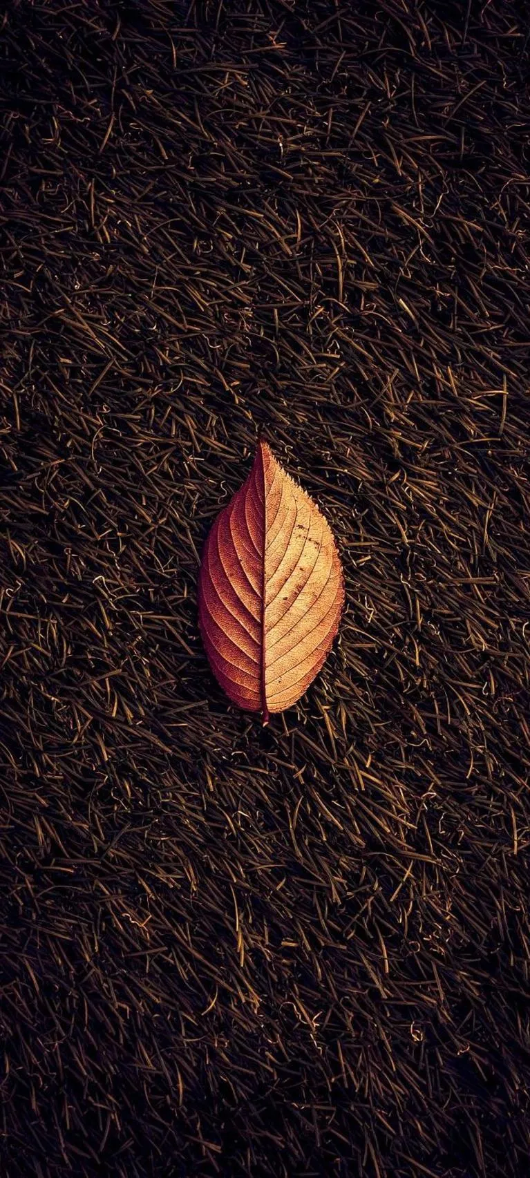 Single Leaf on Dark Ground Showing Simple Natural Contrast