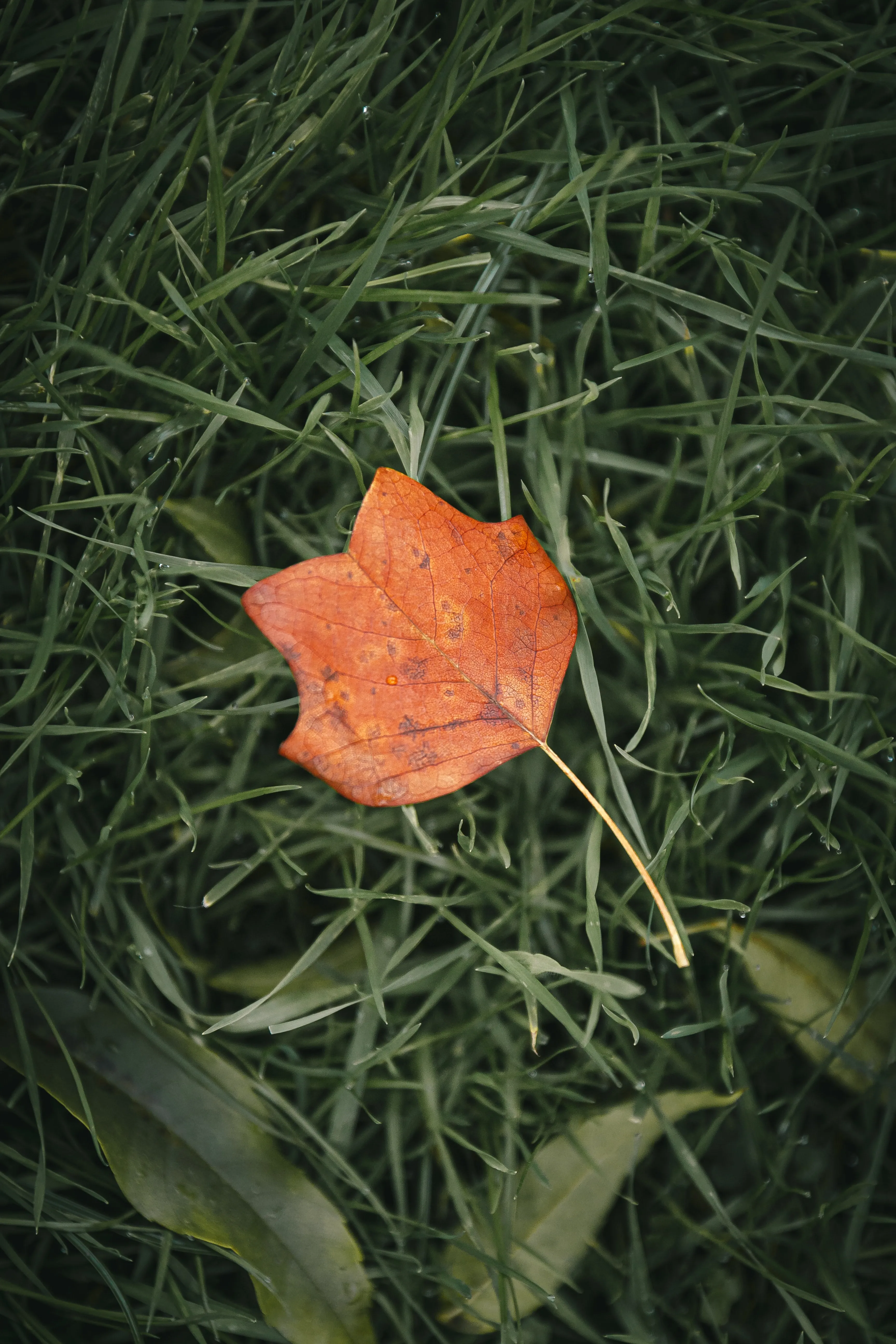 Single Orange Leaf Lying on Fresh Green Grass Image