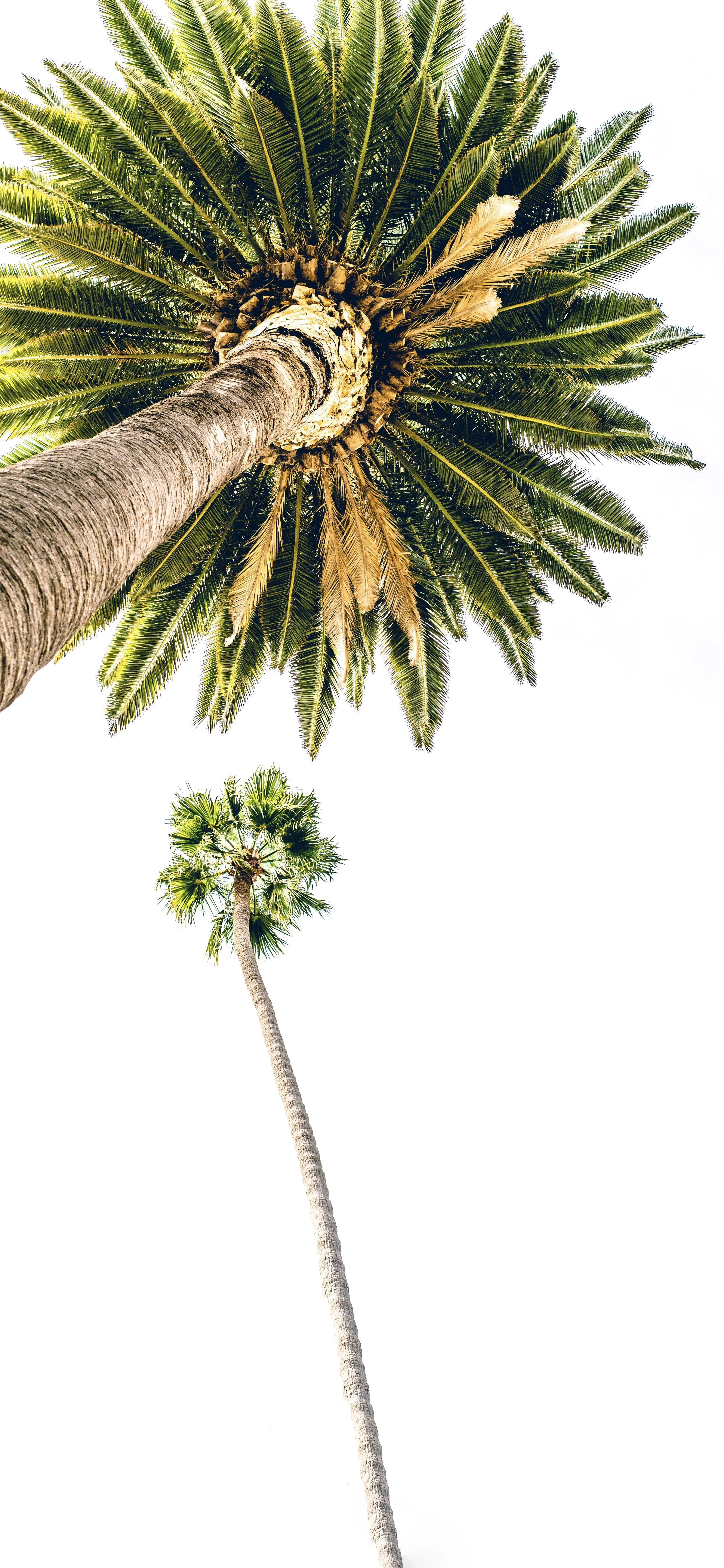 Single Palm Tree on White Background in Minimal Design