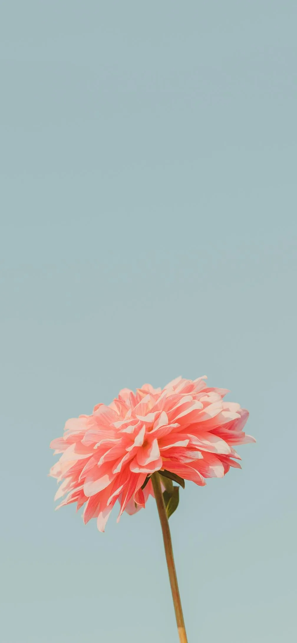 Single Pink Flower on Sky Background for Calm Style