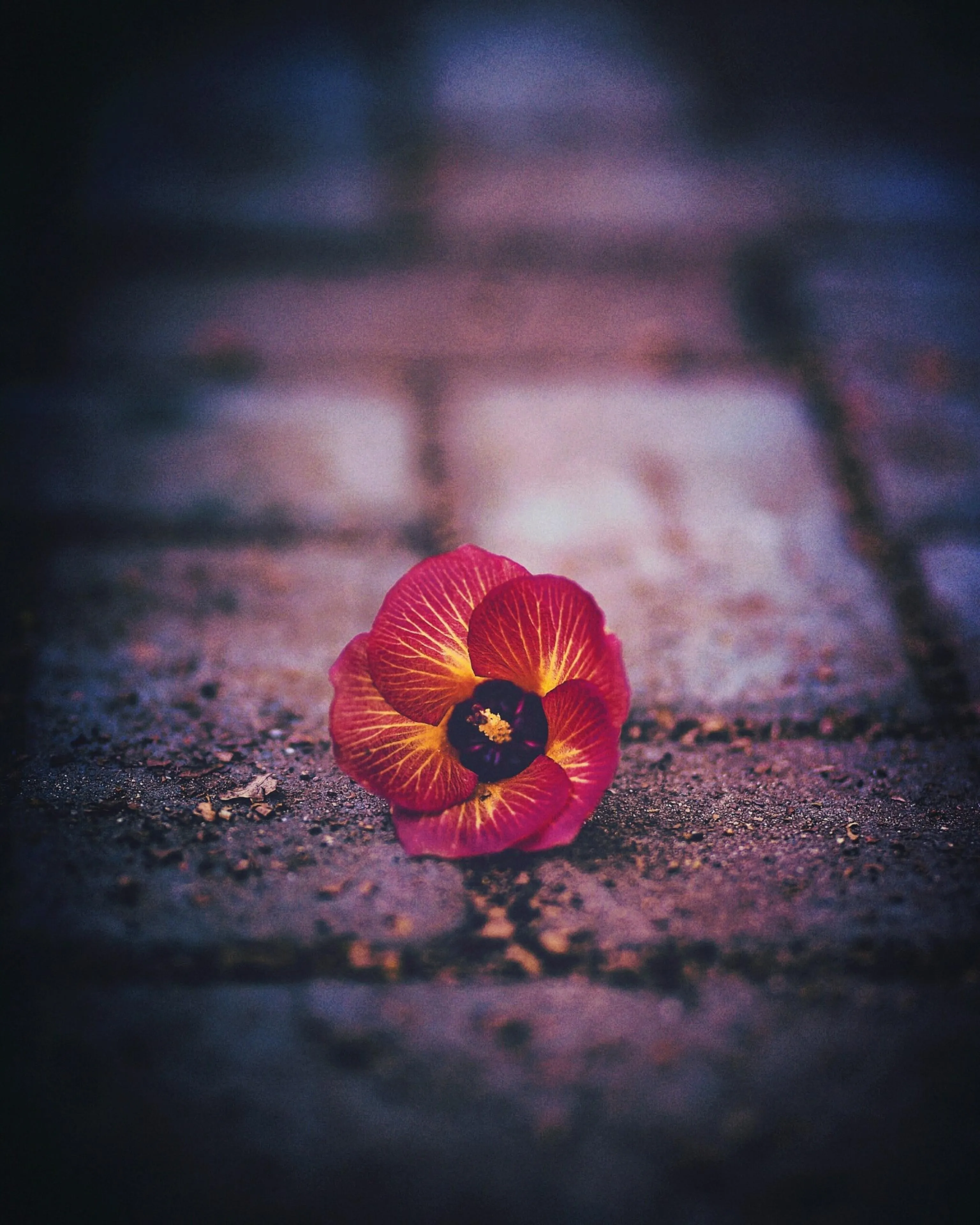 Single Red Flower on Brick Path with Soft Focus Wallpaper