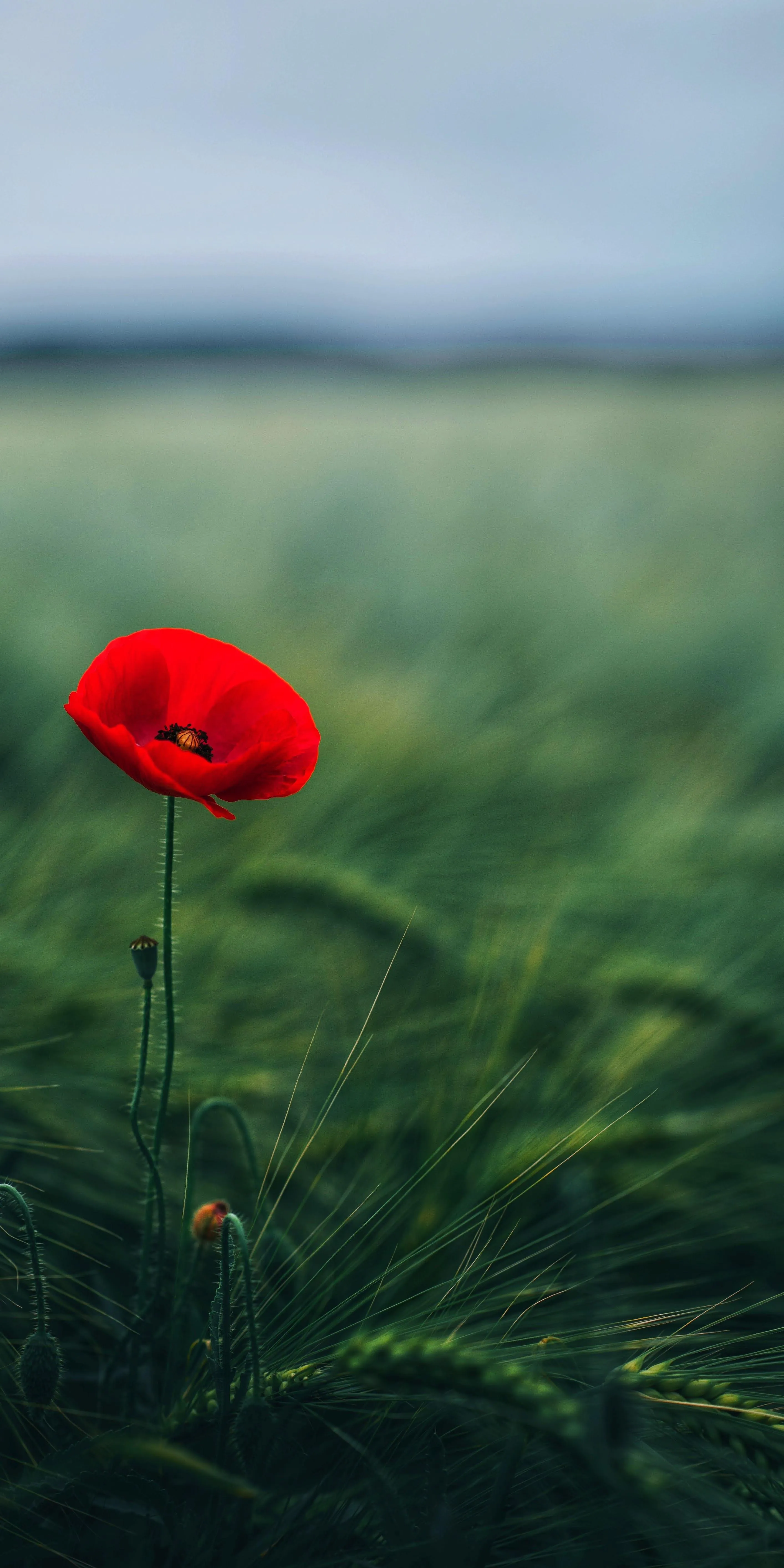Single Red Poppy Flower in Peaceful Green Field Wallpaper