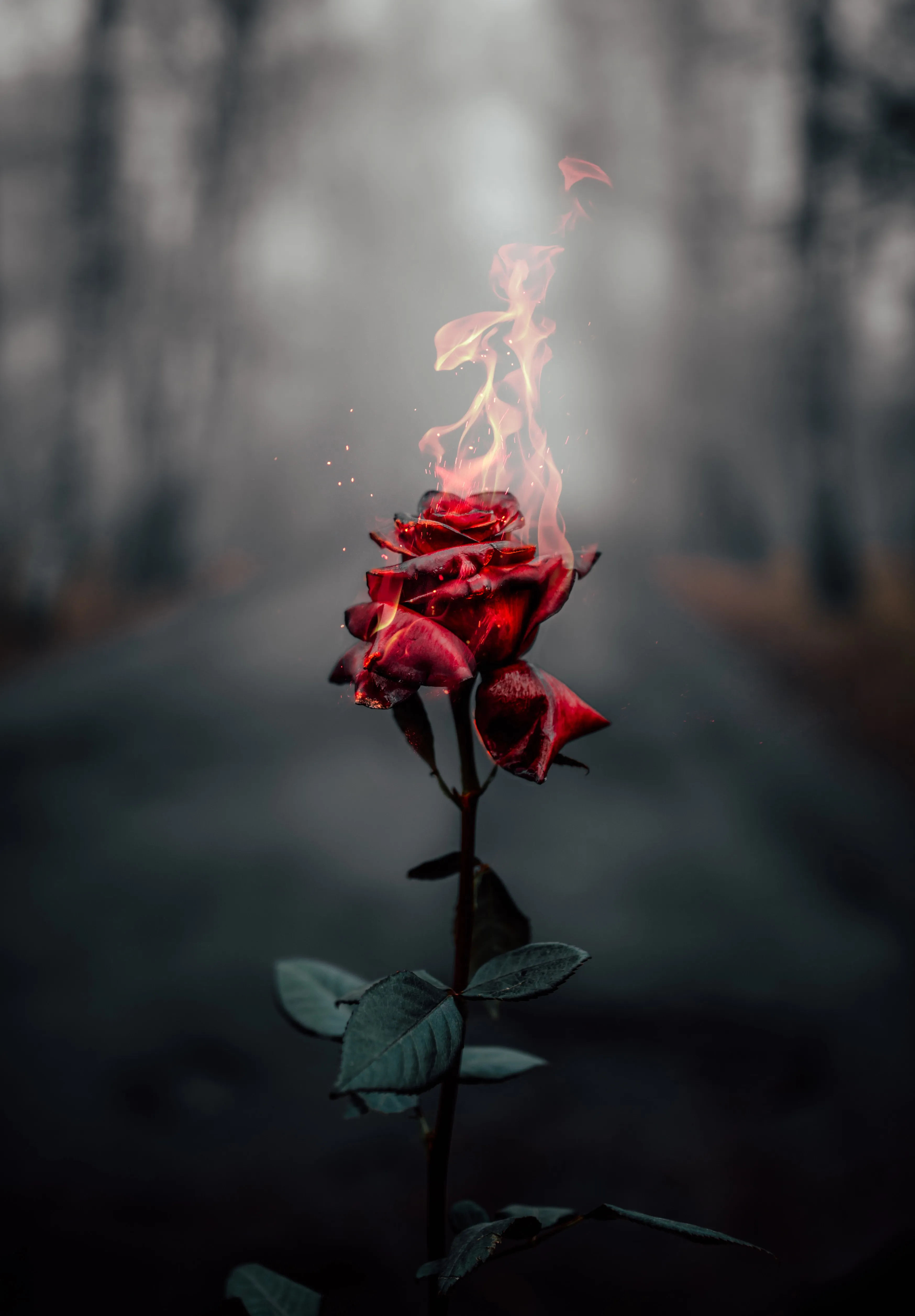 Single Red Rose Blooming in Dark Moody Light Wallpaper