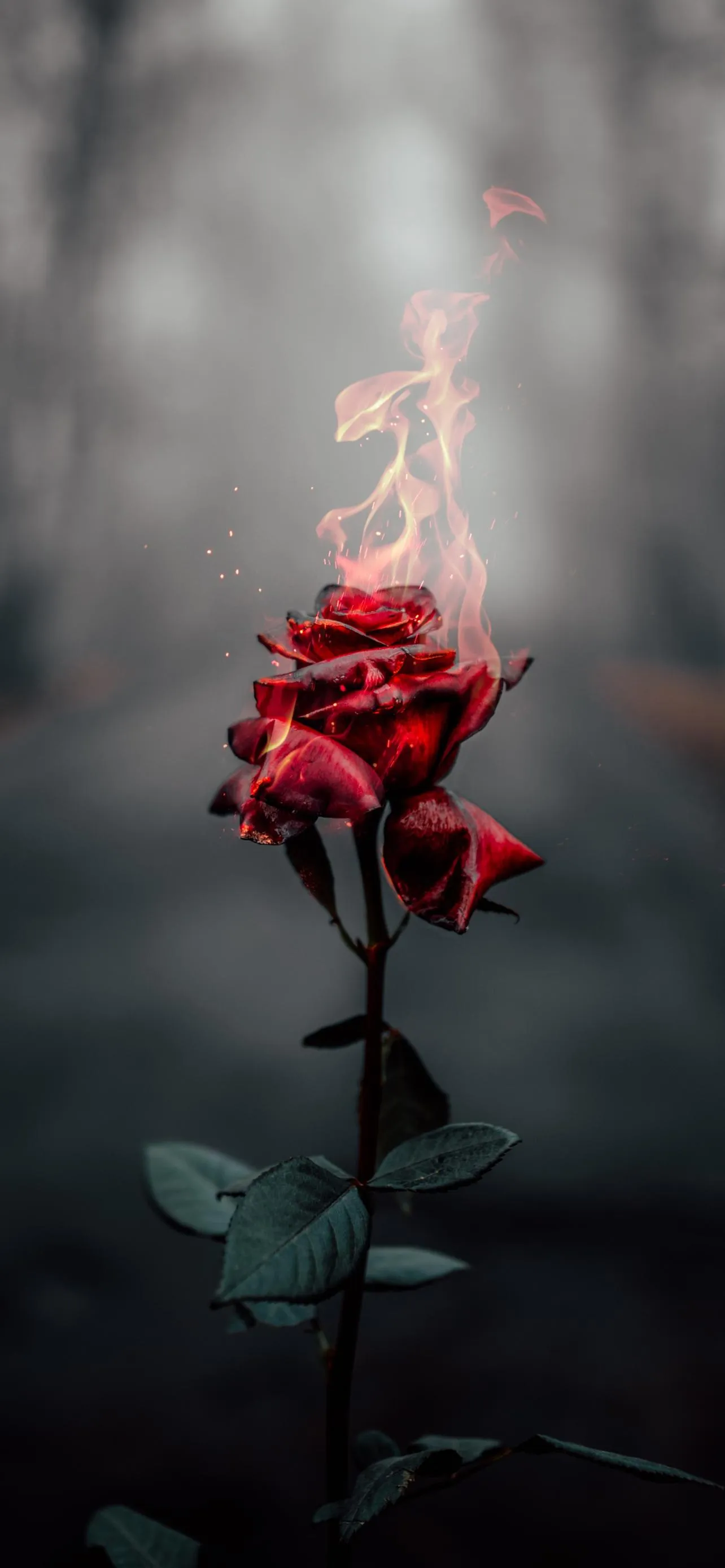 Single Red Rose Blooming in Moody Dark Ambience Image