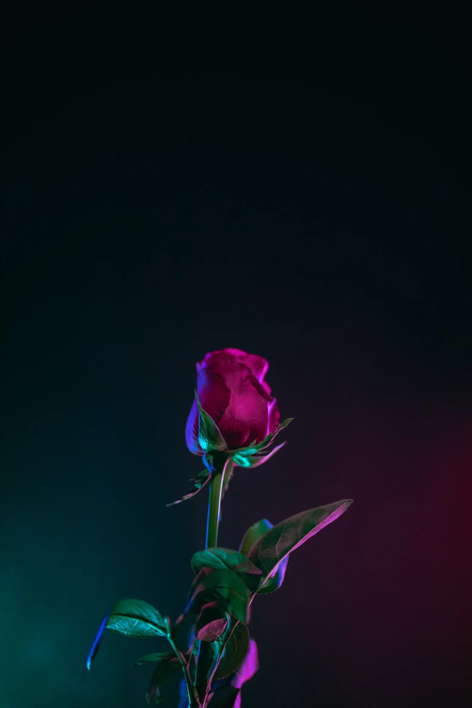 Single Red Rose Dark Aesthetic for iPhone 15 Pro Wallpaper