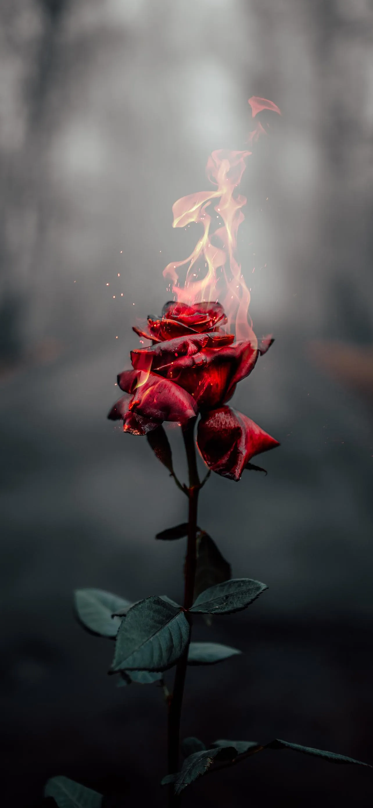 Single Red Rose in Misty Background Photography Wallpaper