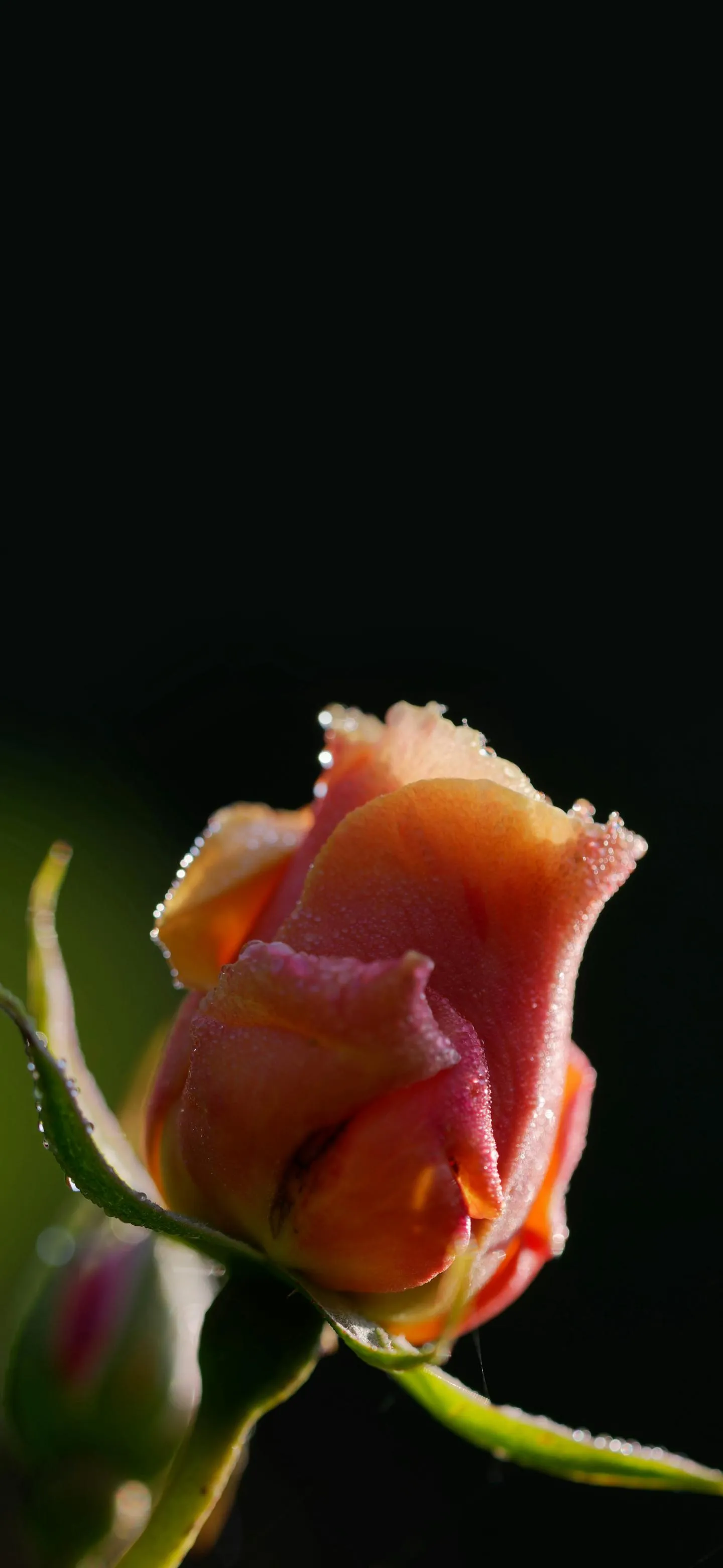 Single Rose in Dark Light Minimal Photography Wallpaper