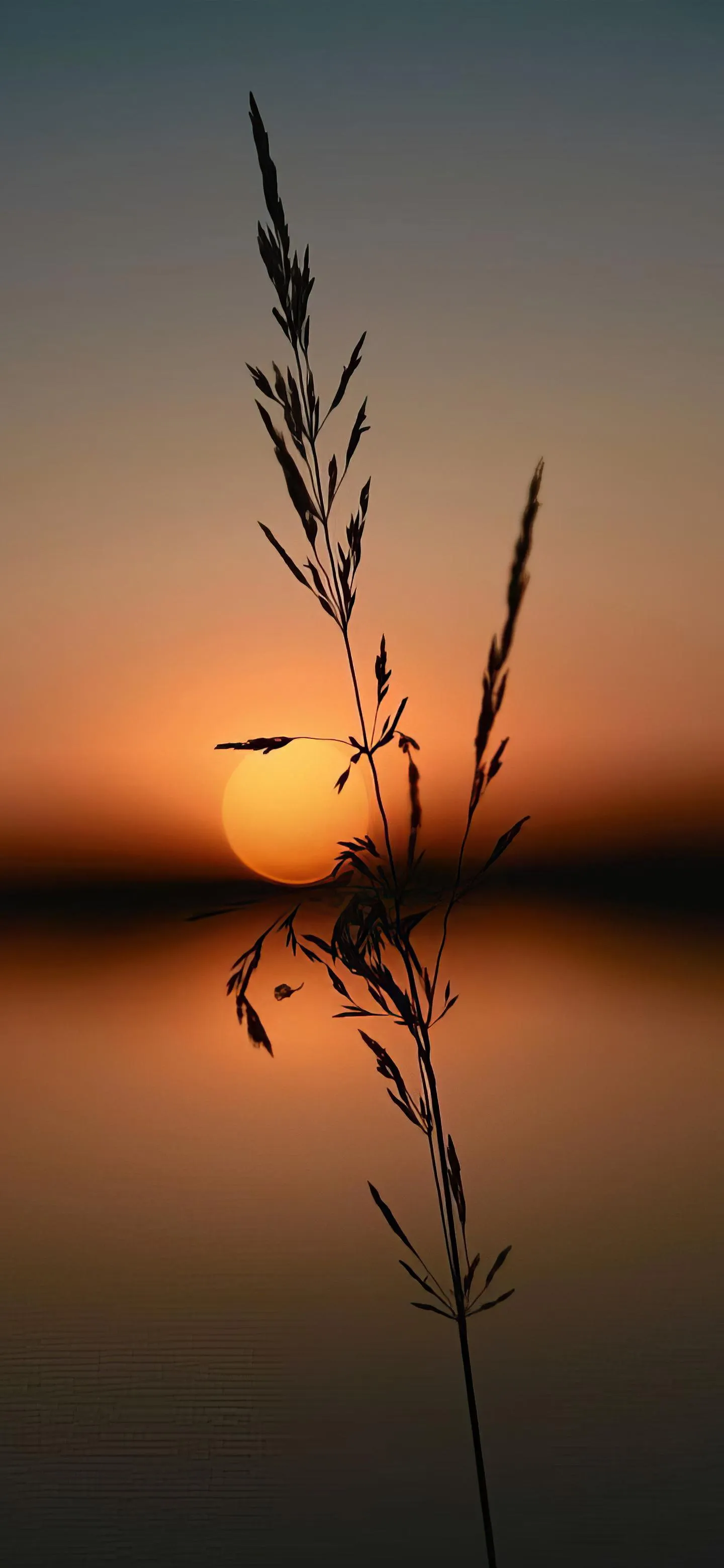 Single Wheat Plant Silhouette Against Sunset Sky Wallpaper