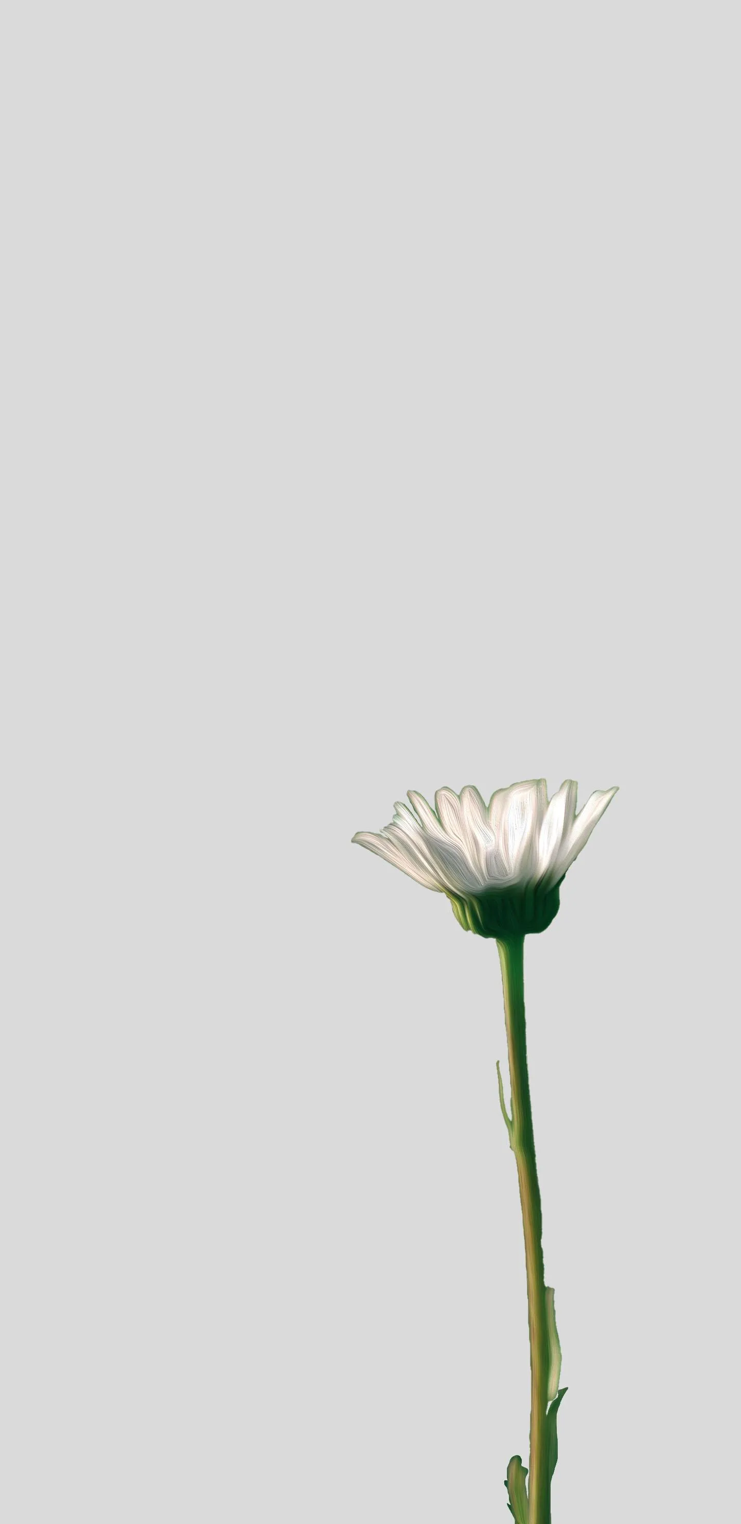 Single White Daisy on Simple Grey Minimal Backdrop