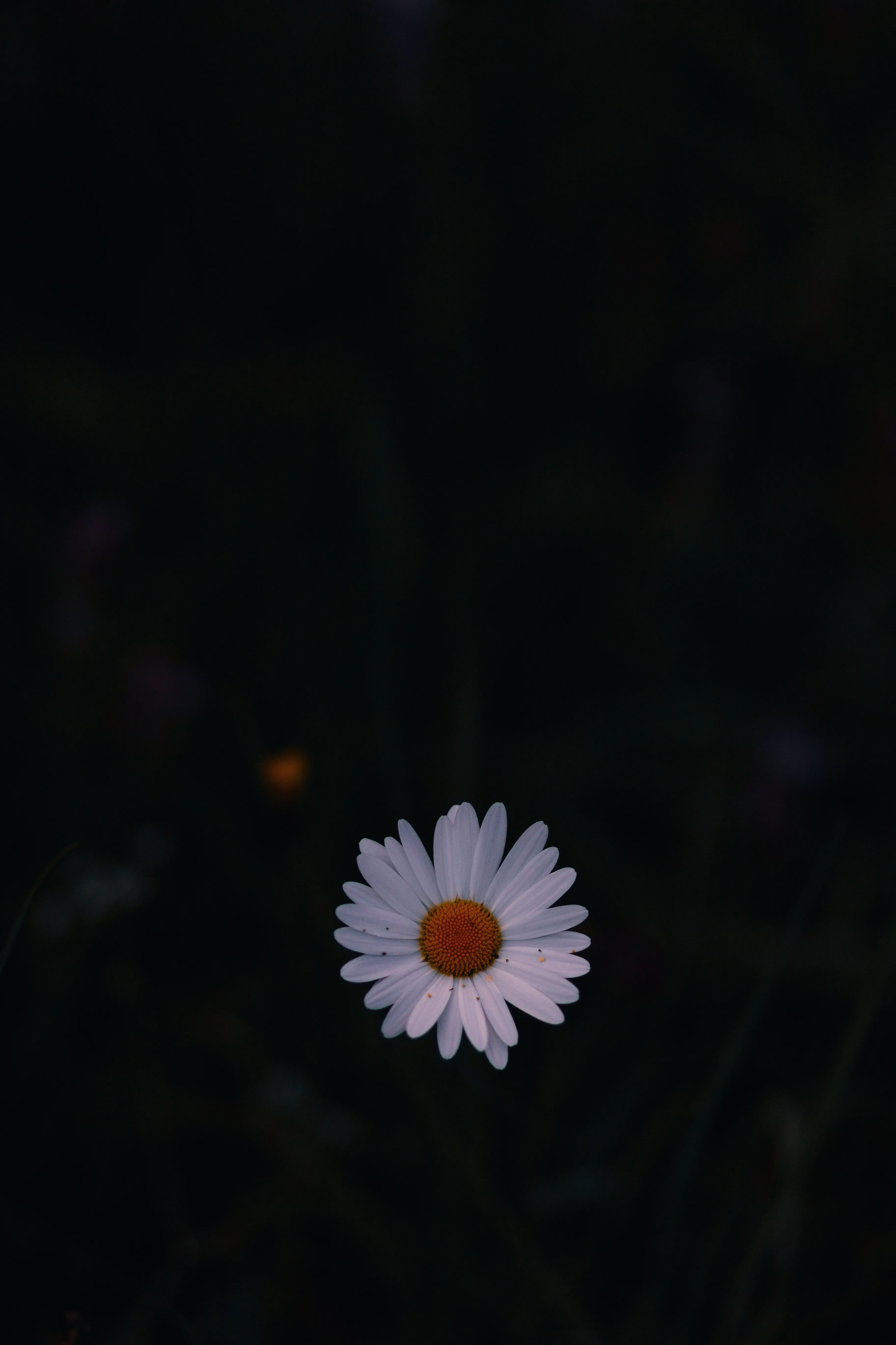 Single White Flower Blooming in the Night Light Wallpaper