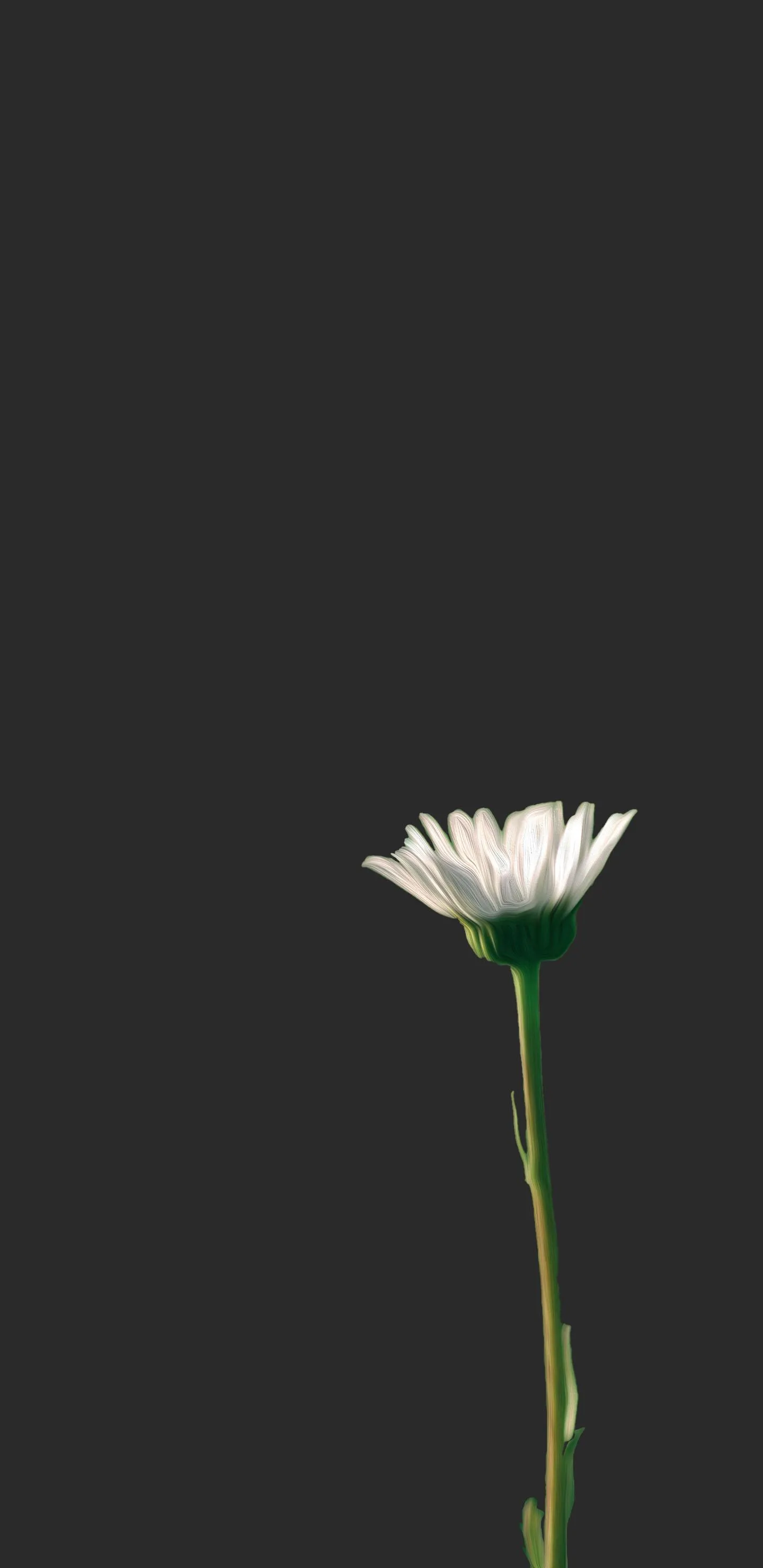 Single White Flower on Dark Minimalist Background Wallpaper