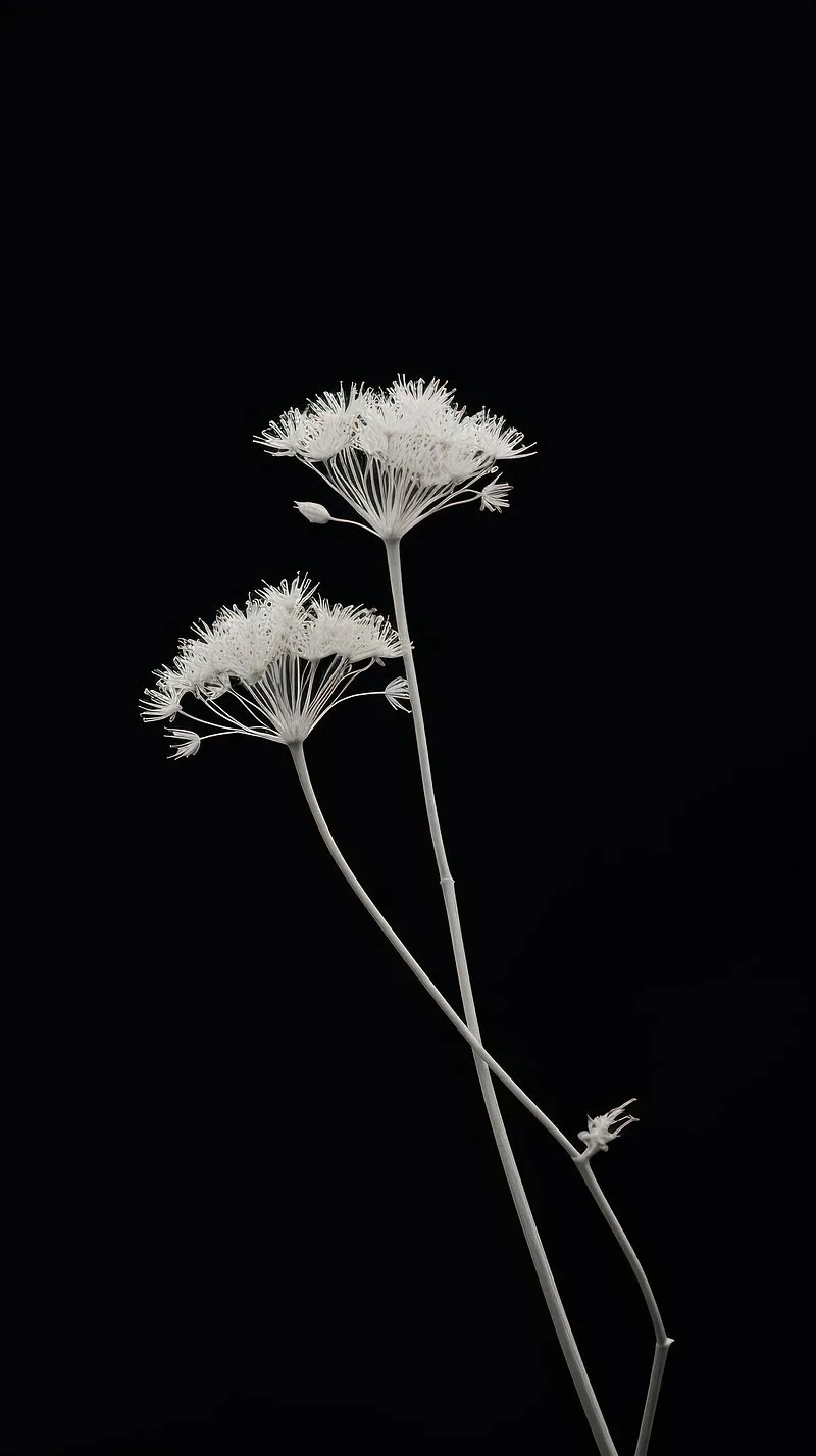 Single White Flower Standing in Dark Soft Background