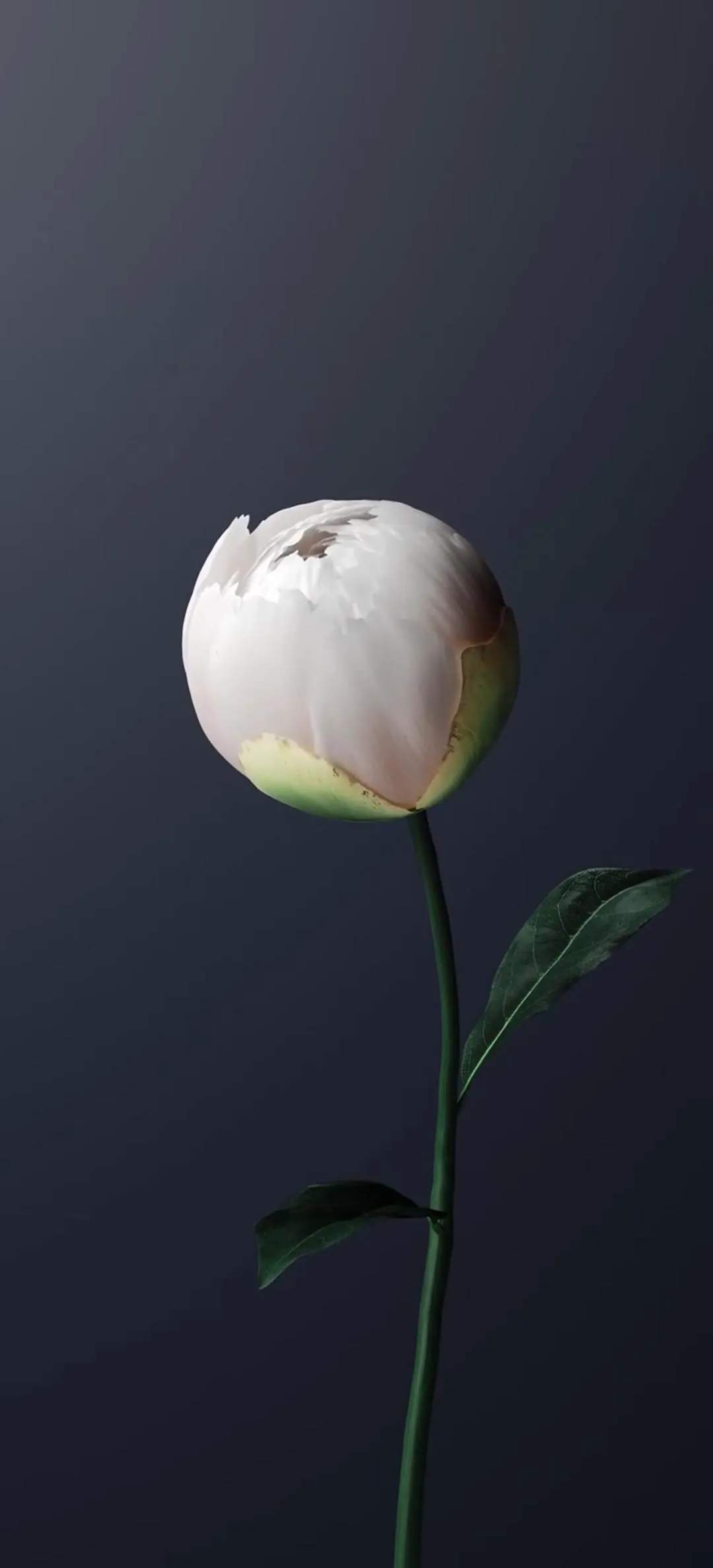 Single White Rose on Dark Background for Elegance Wallpaper
