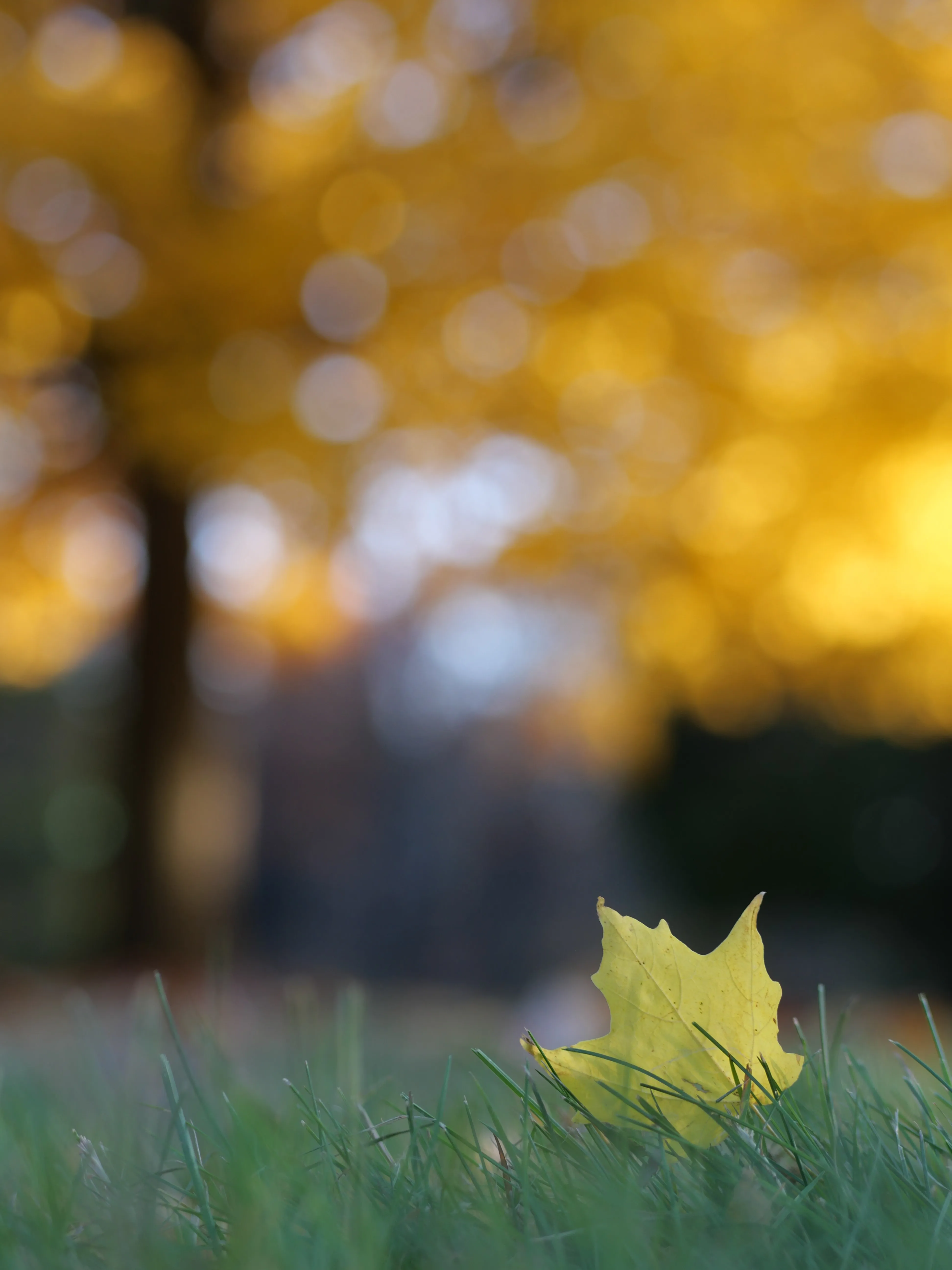 Single Yellow Leaf Resting on Autumn Grass Field Wallpaper