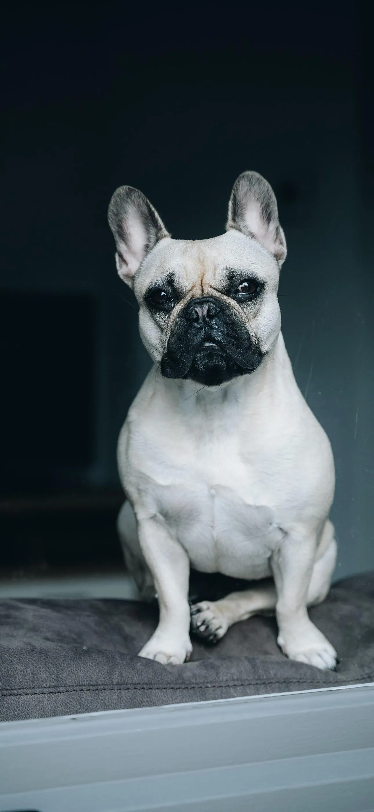 Sitting French Bulldog Facing Camera in Studio Setup
