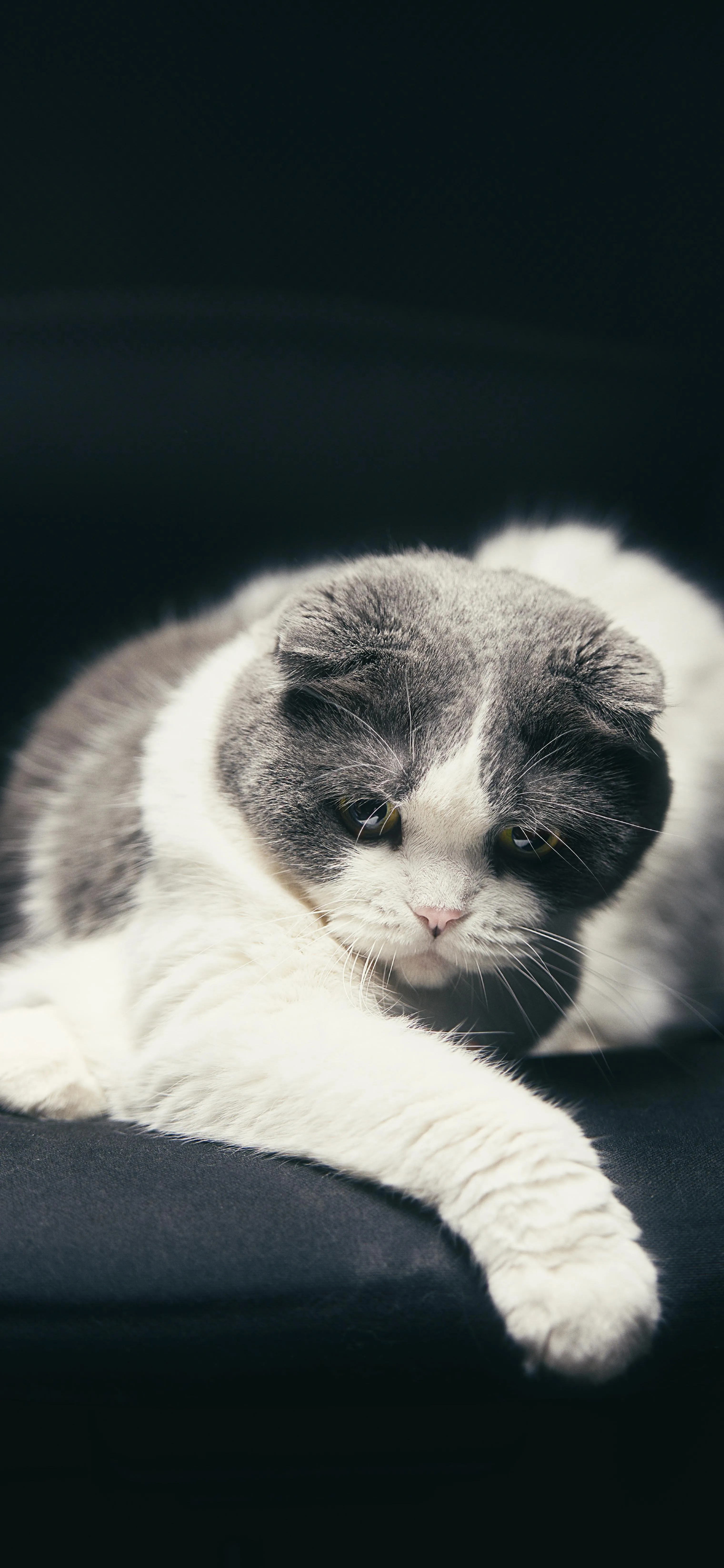 Sleeping White Cat on Dark Background Free HD Image