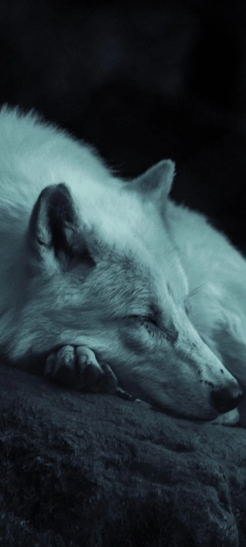 Sleeping Wolf with Soft Light and Calm Ambience Wallpaper