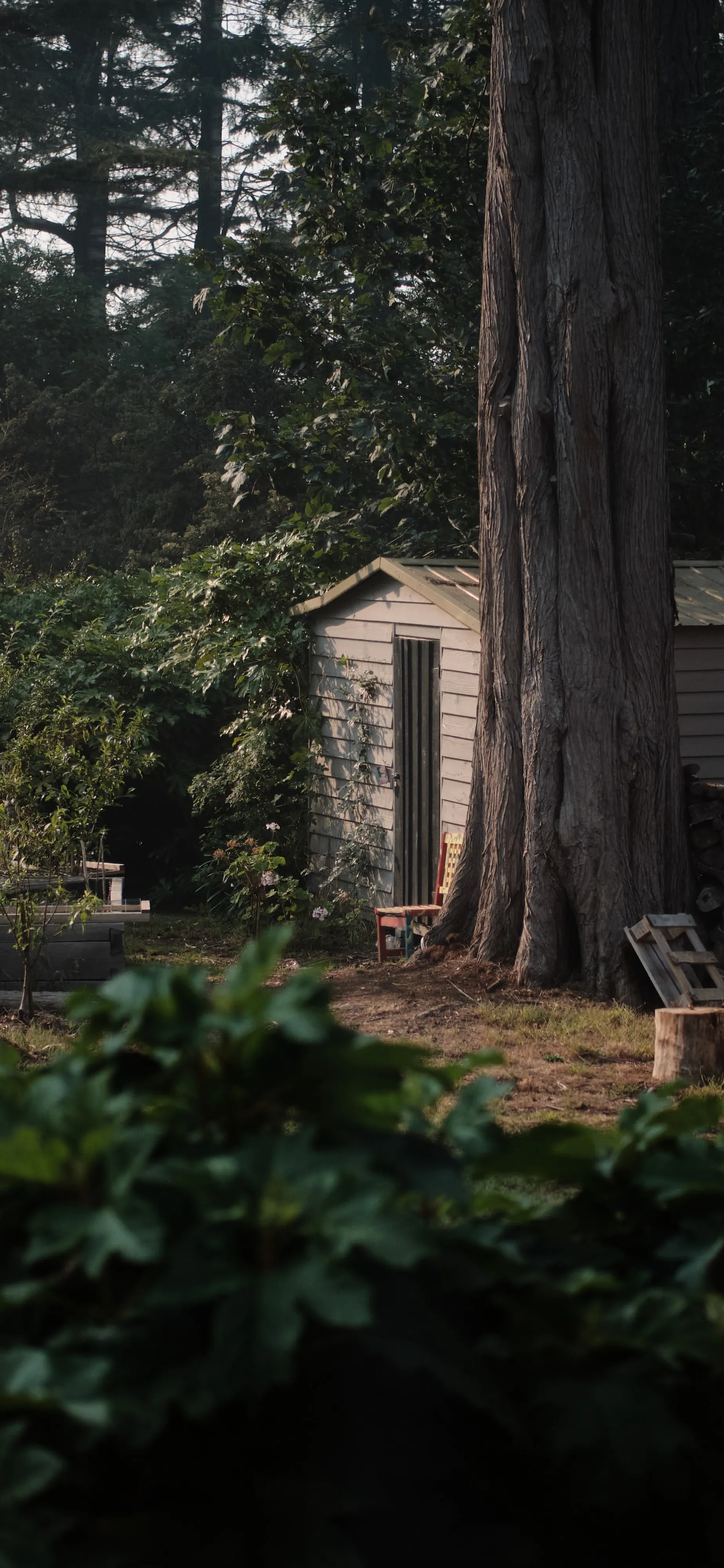Small Cabin House Hidden in Forest Among Tall Green Trees