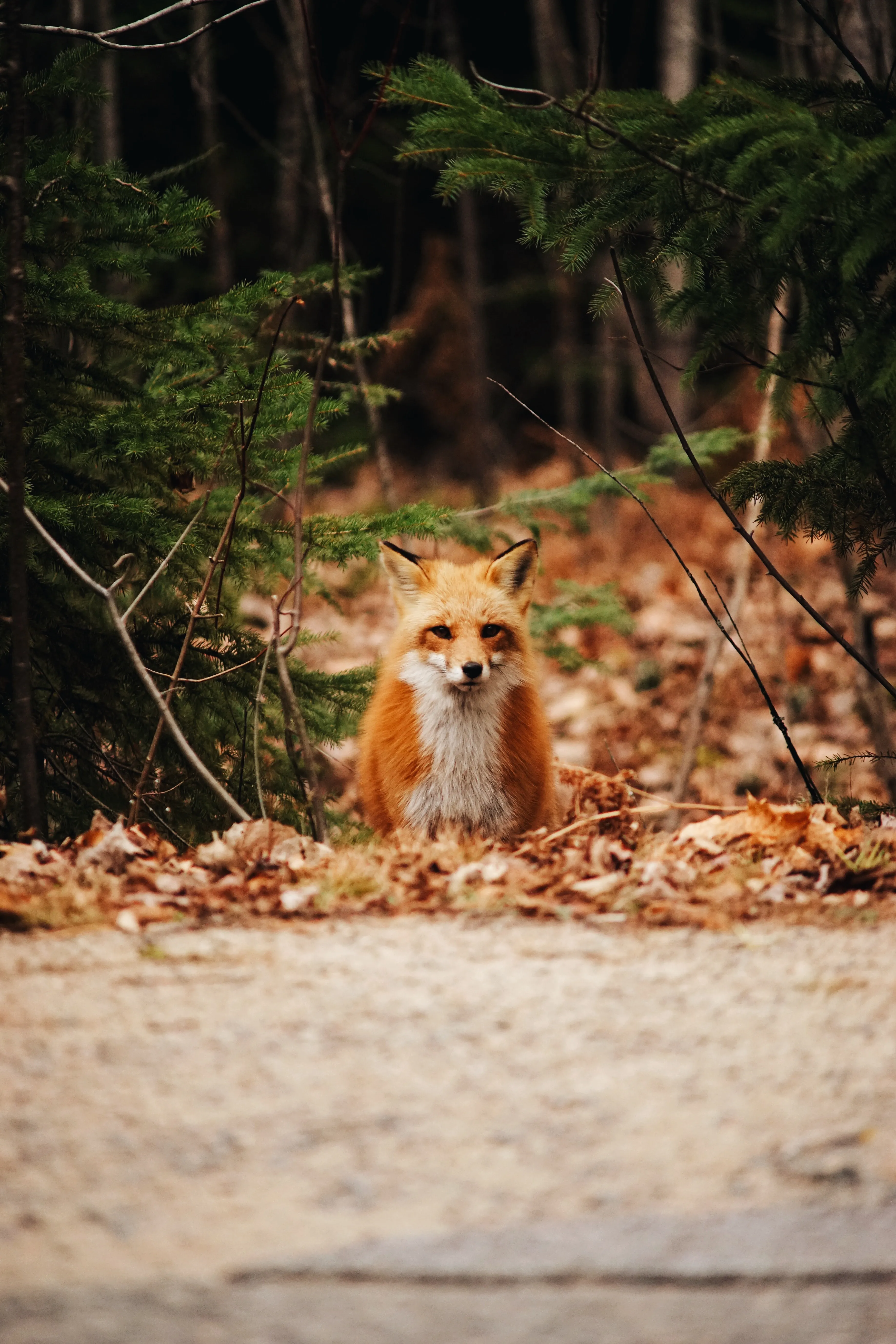 Small Fox Walking on Forest Path Covered in Leaves