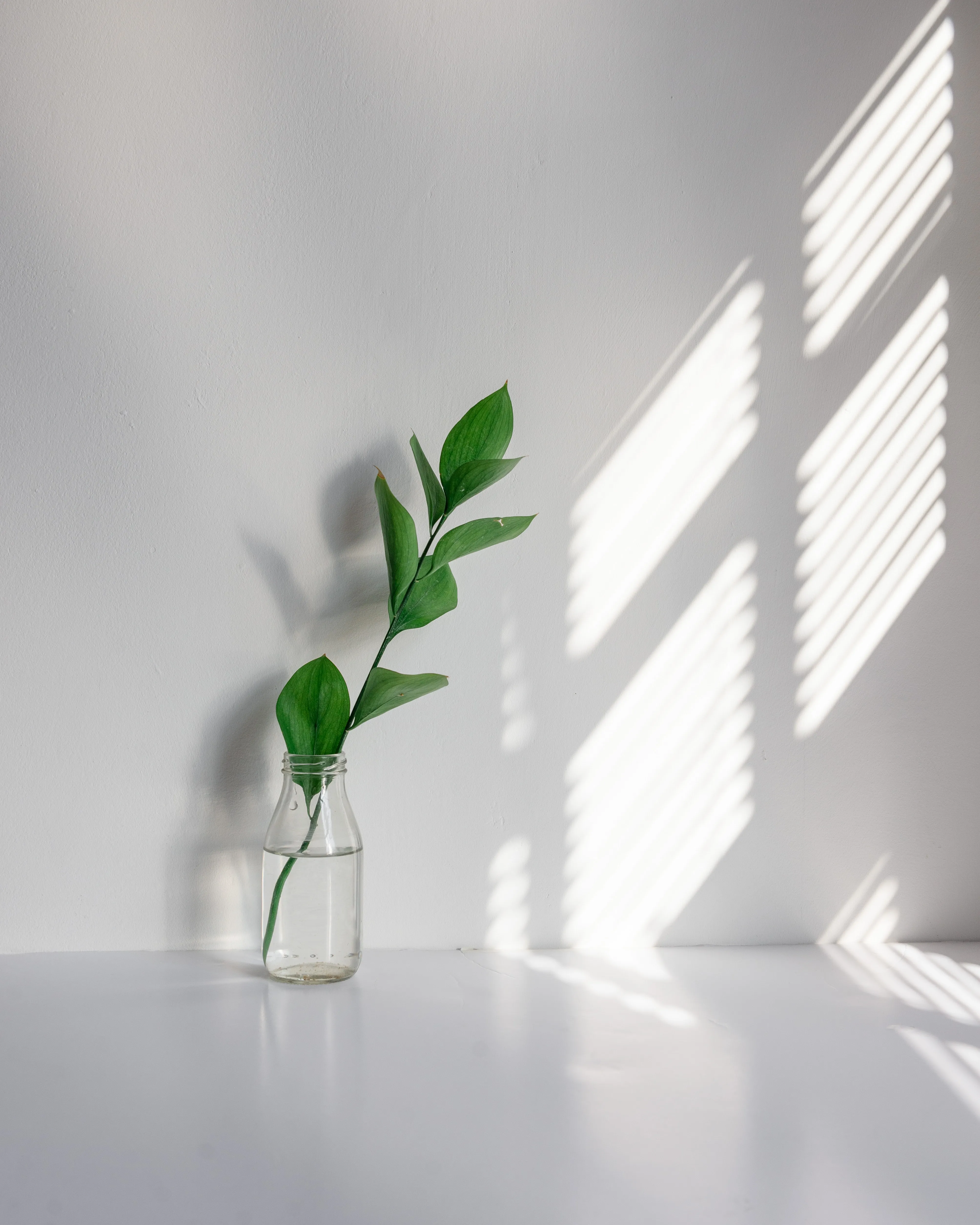 Small Green Plant Growing in Bright Natural Light Wallpaper