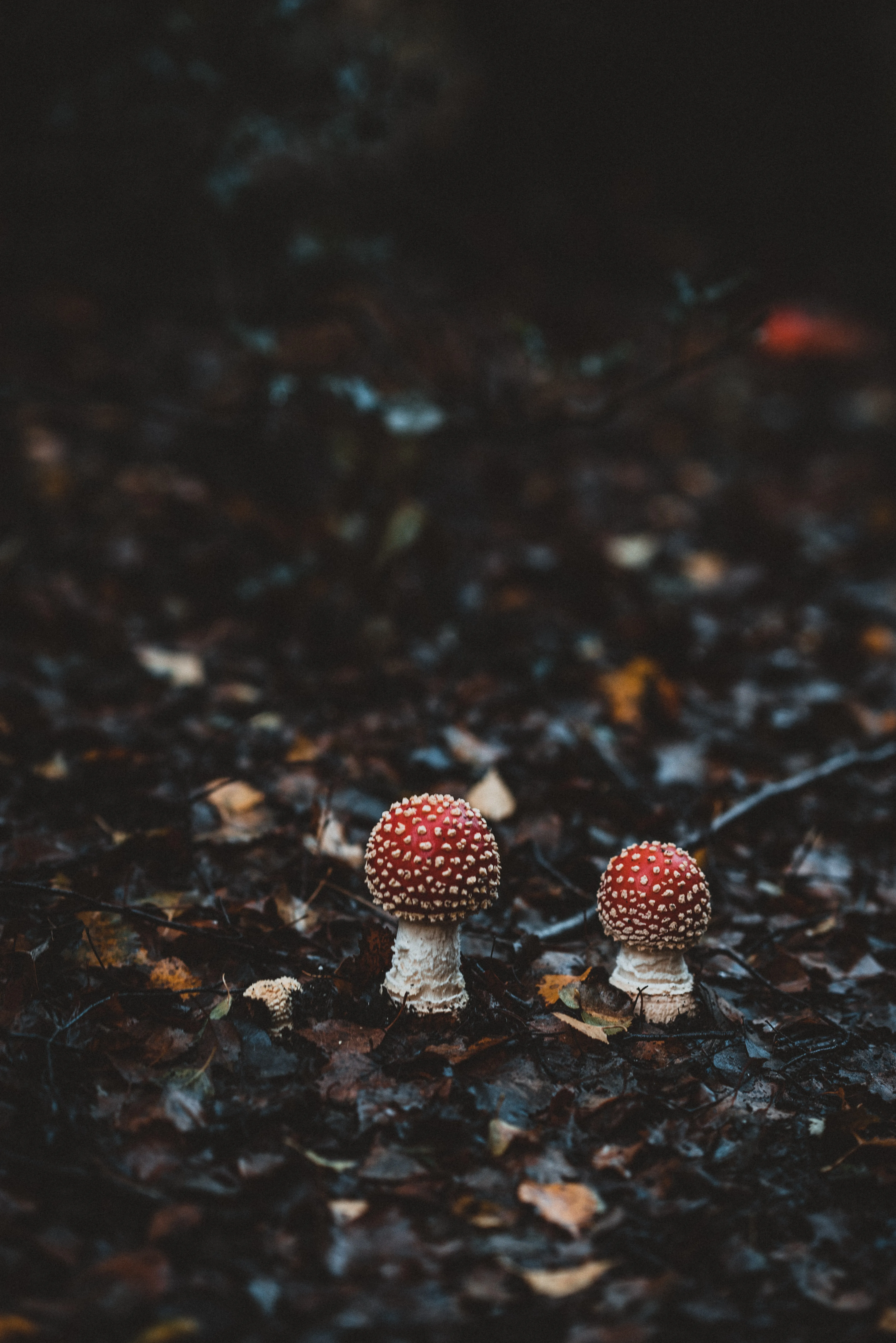Small Mushrooms Growing on Dark Forest Ground Wallpaper