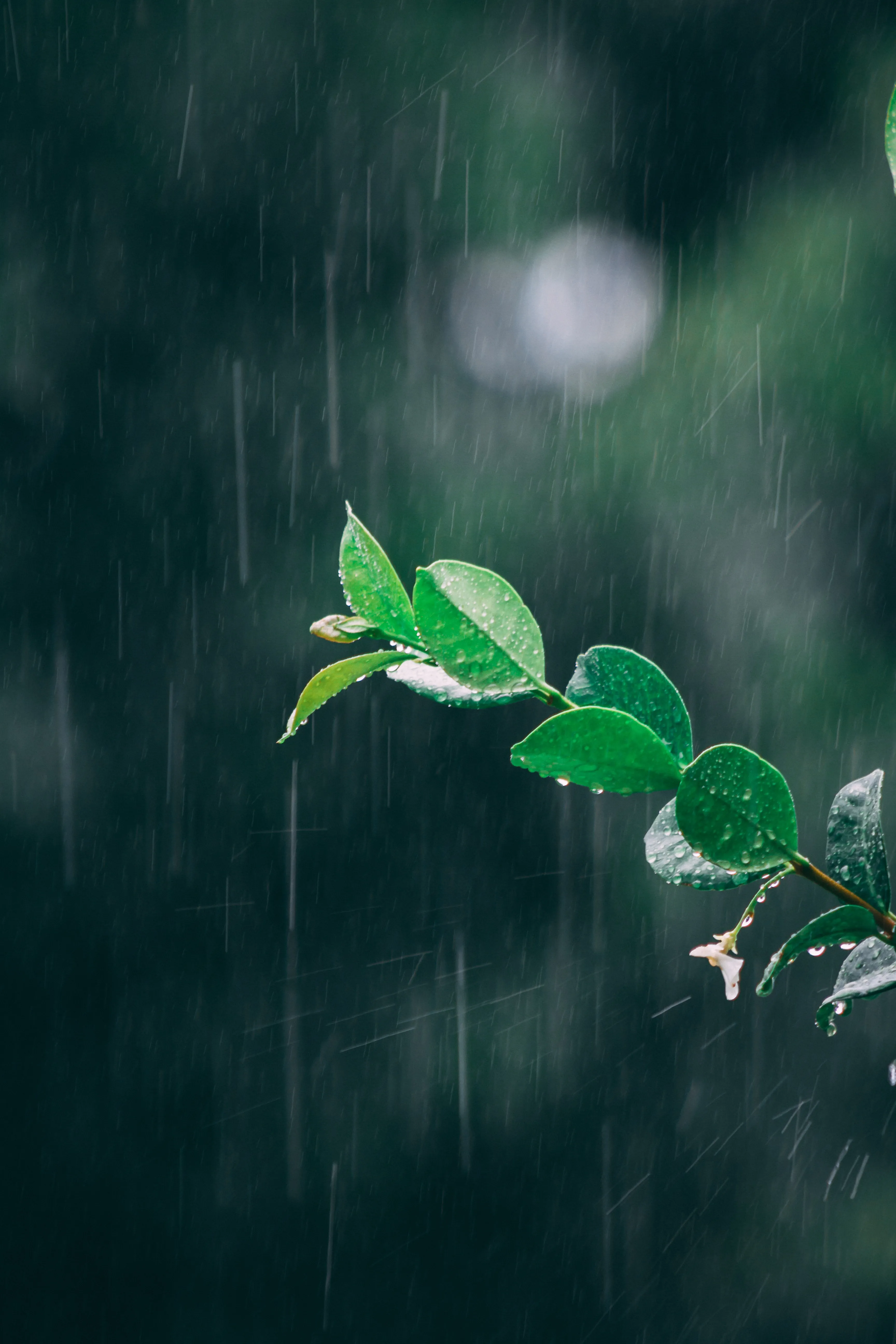 Small Plant Growing Under Rain in Soft Focus Wallpaper