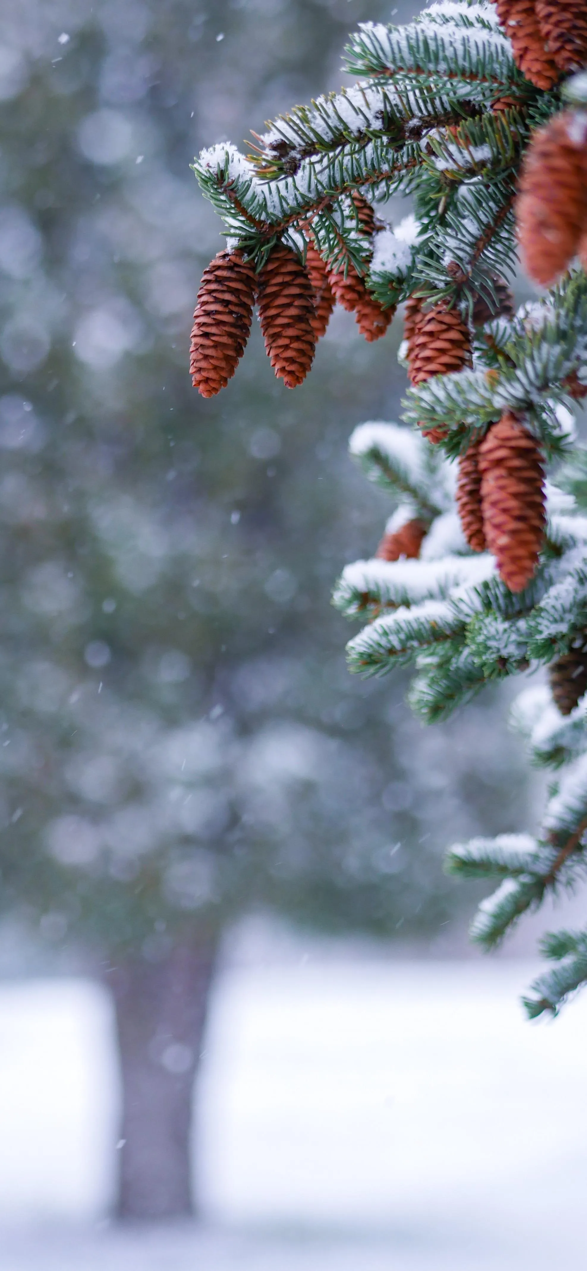 Snow Covered Branches with Red Berries in Winter Forest