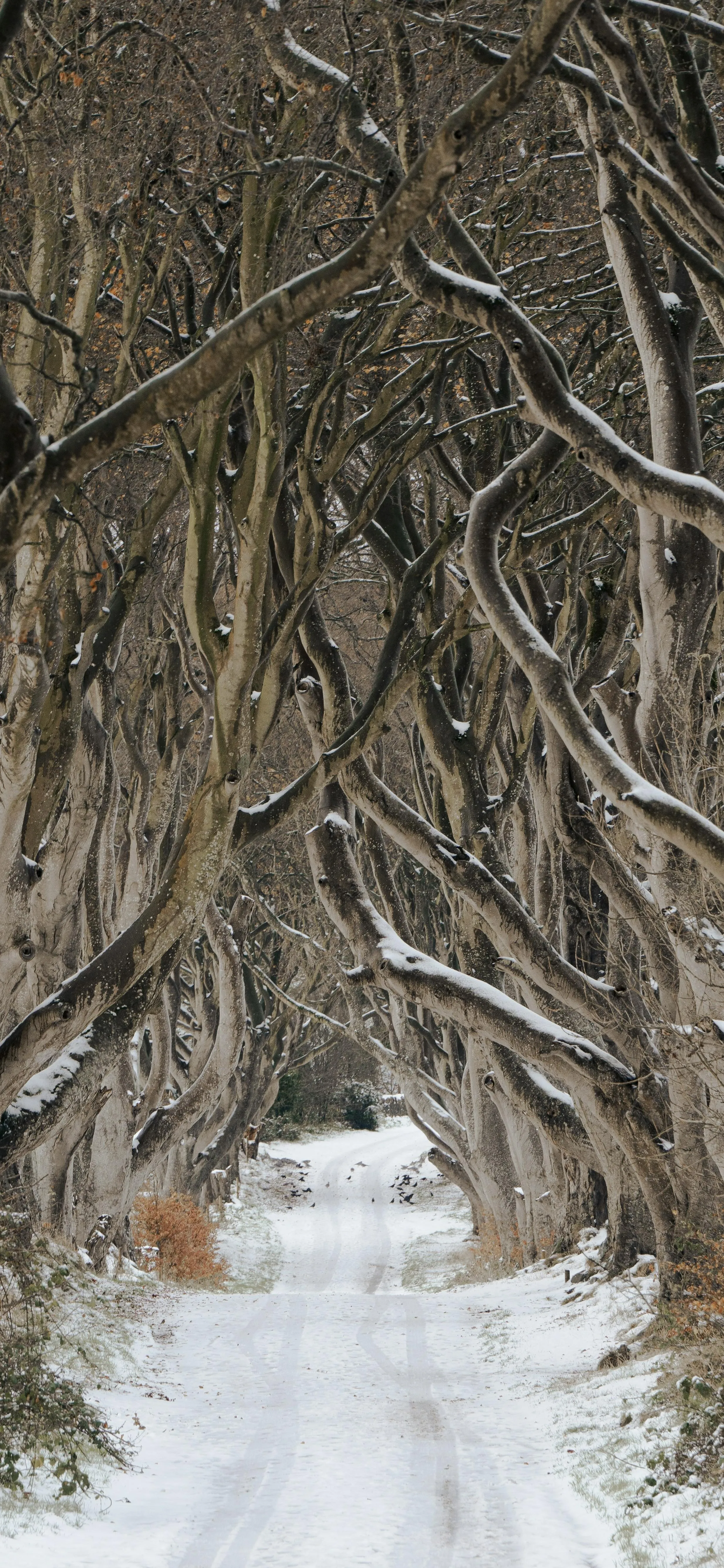 Snow Covered Forest Trail with Tall Bare Trees Free Wallpaper