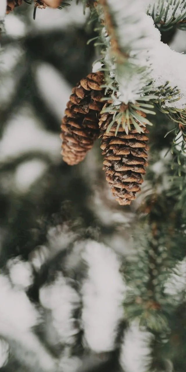 Snow Covered Pine Cone Nature Winter Mobile Wallpaper