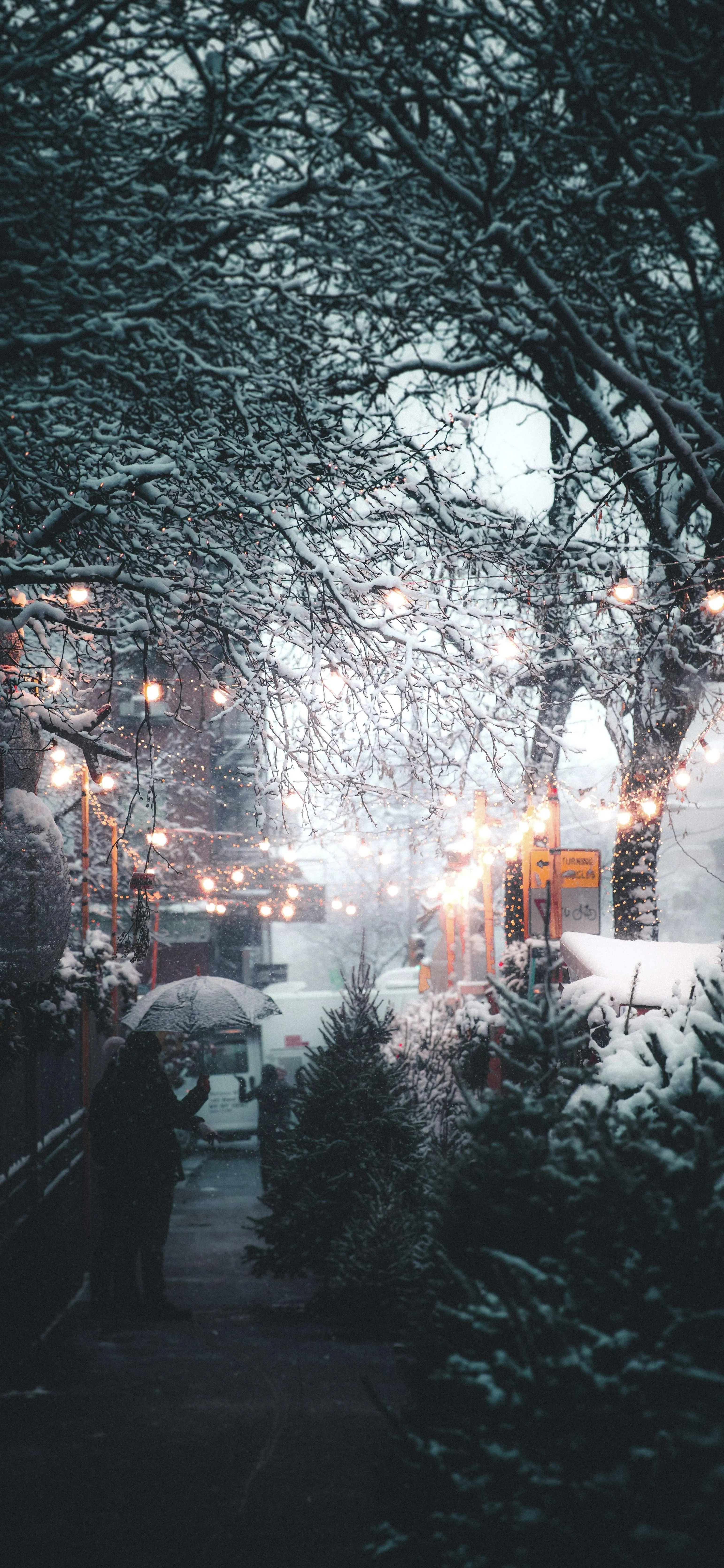 Snowy Pathway Surrounded by Tall Trees Wallpaper for Oppo