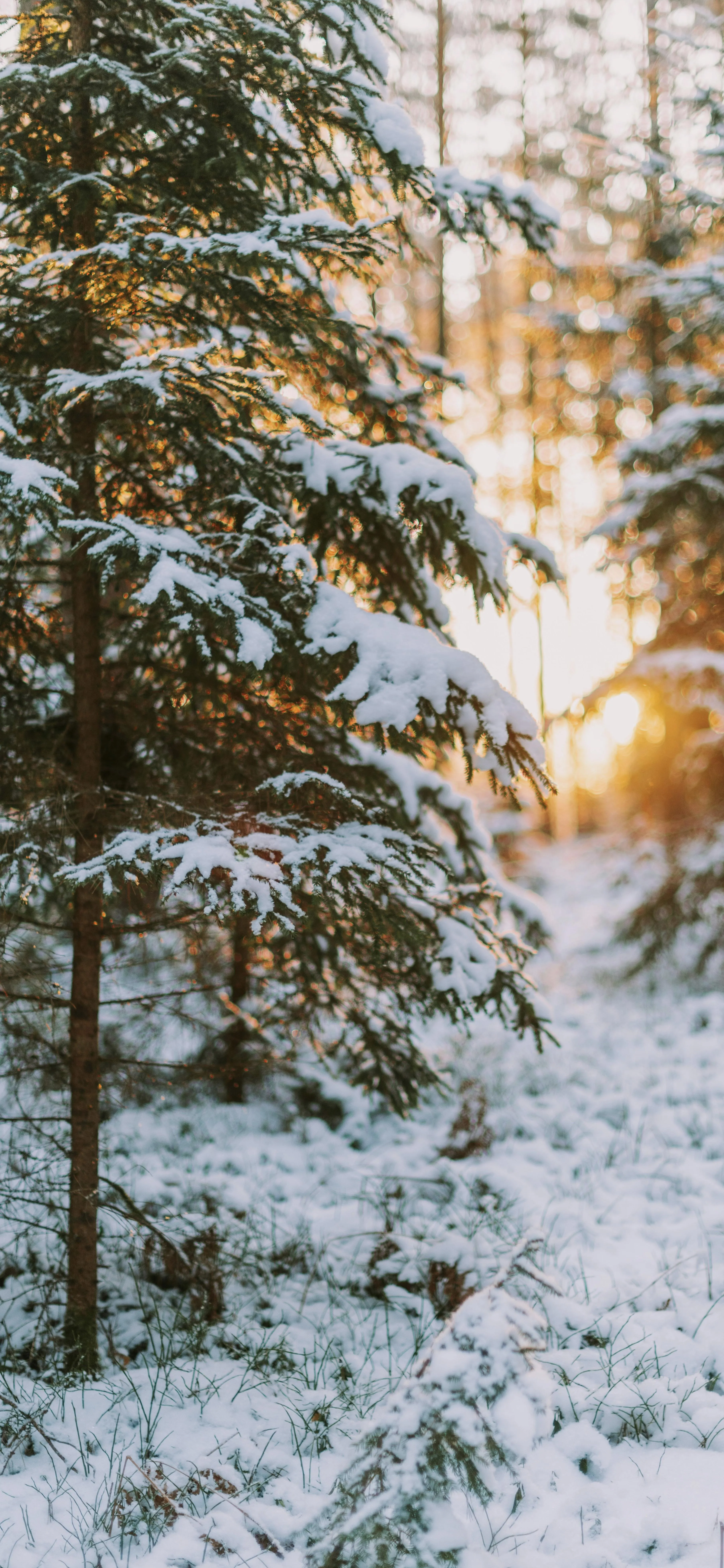 Snowy Trees Illuminated by Warm Winter Sunlight for Poco