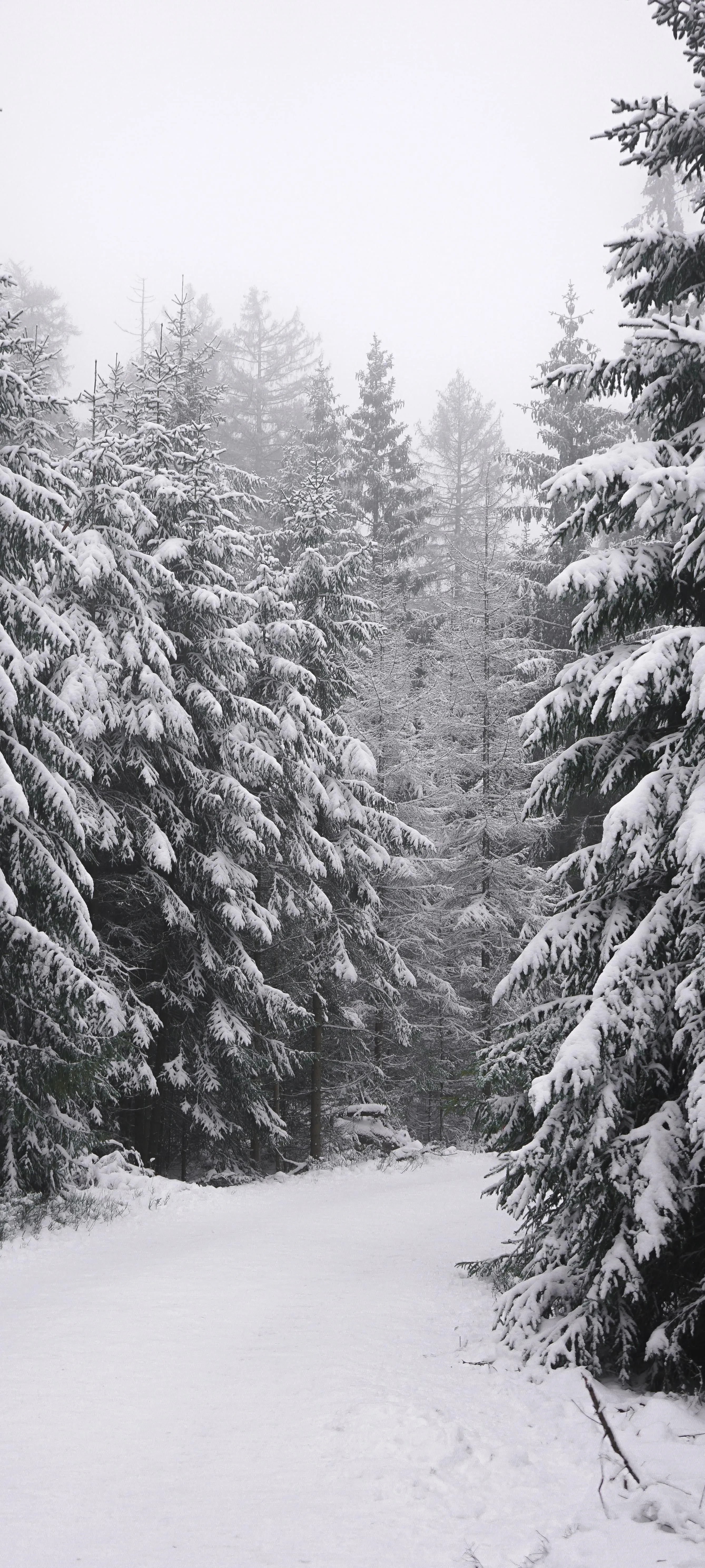 Snowy Winter Trees Covered in Thick White Snow Image 4K