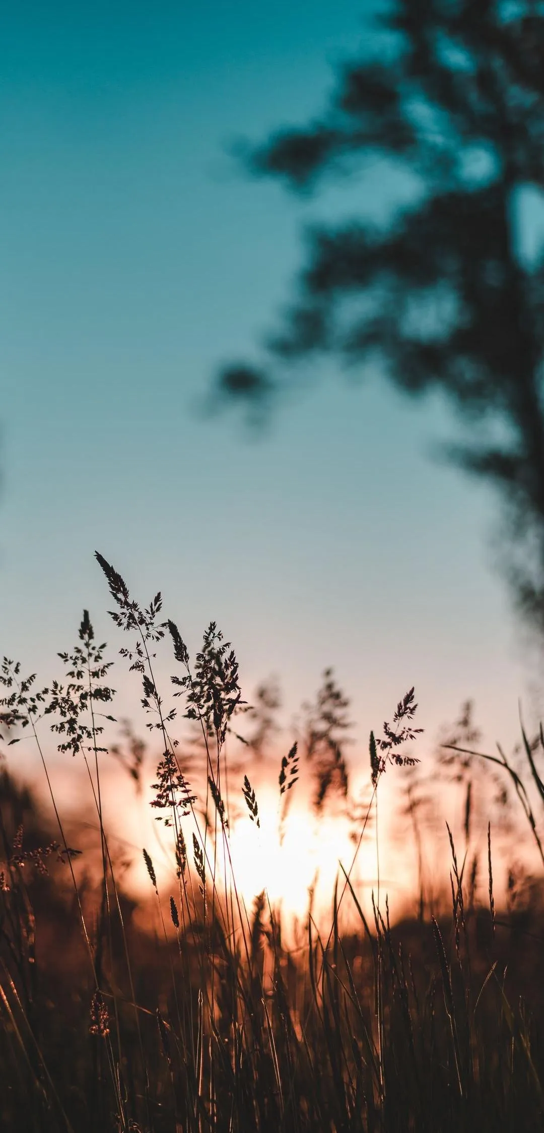 Soft Field of Light Brown Grass in Evening Glow Wallpaper