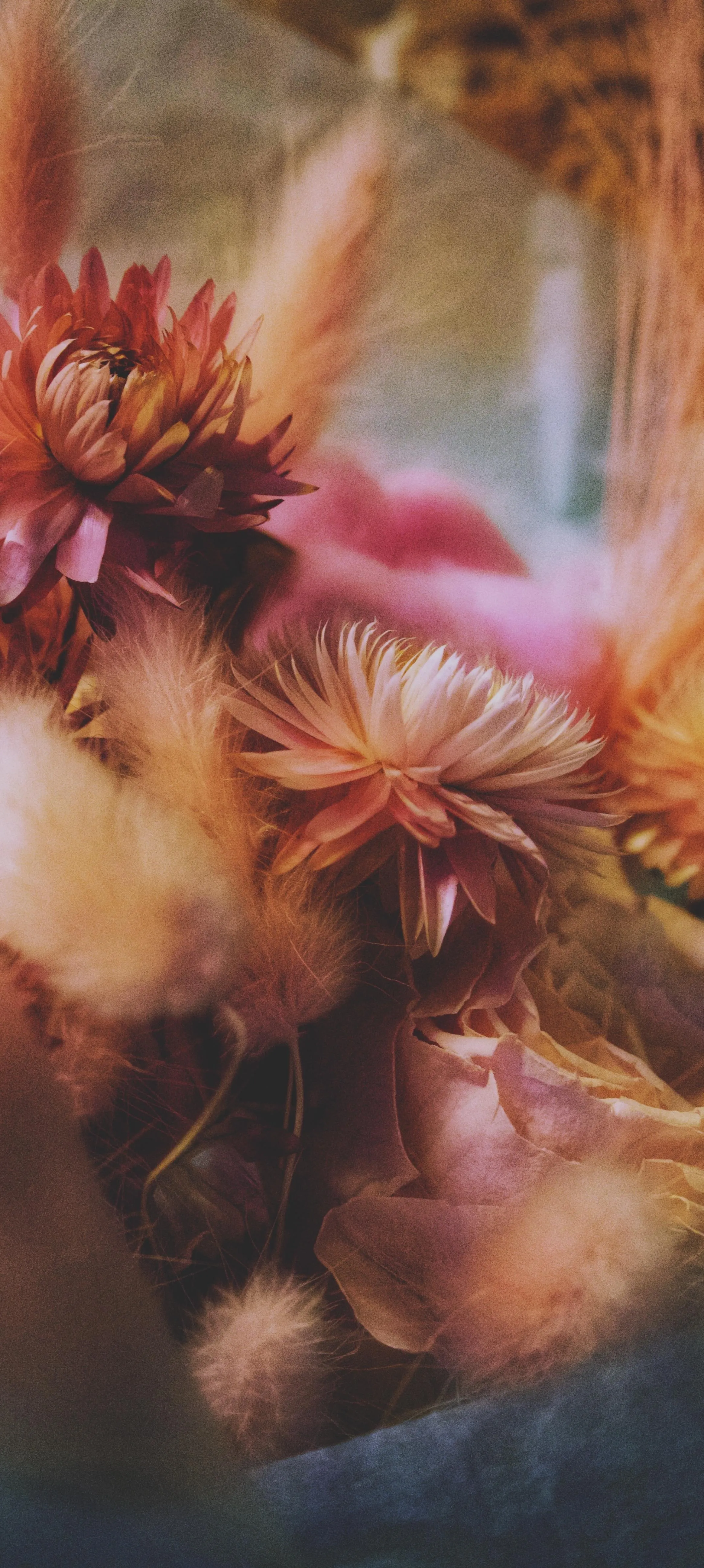 Soft Floral Petals in Dreamy Artistic Background View