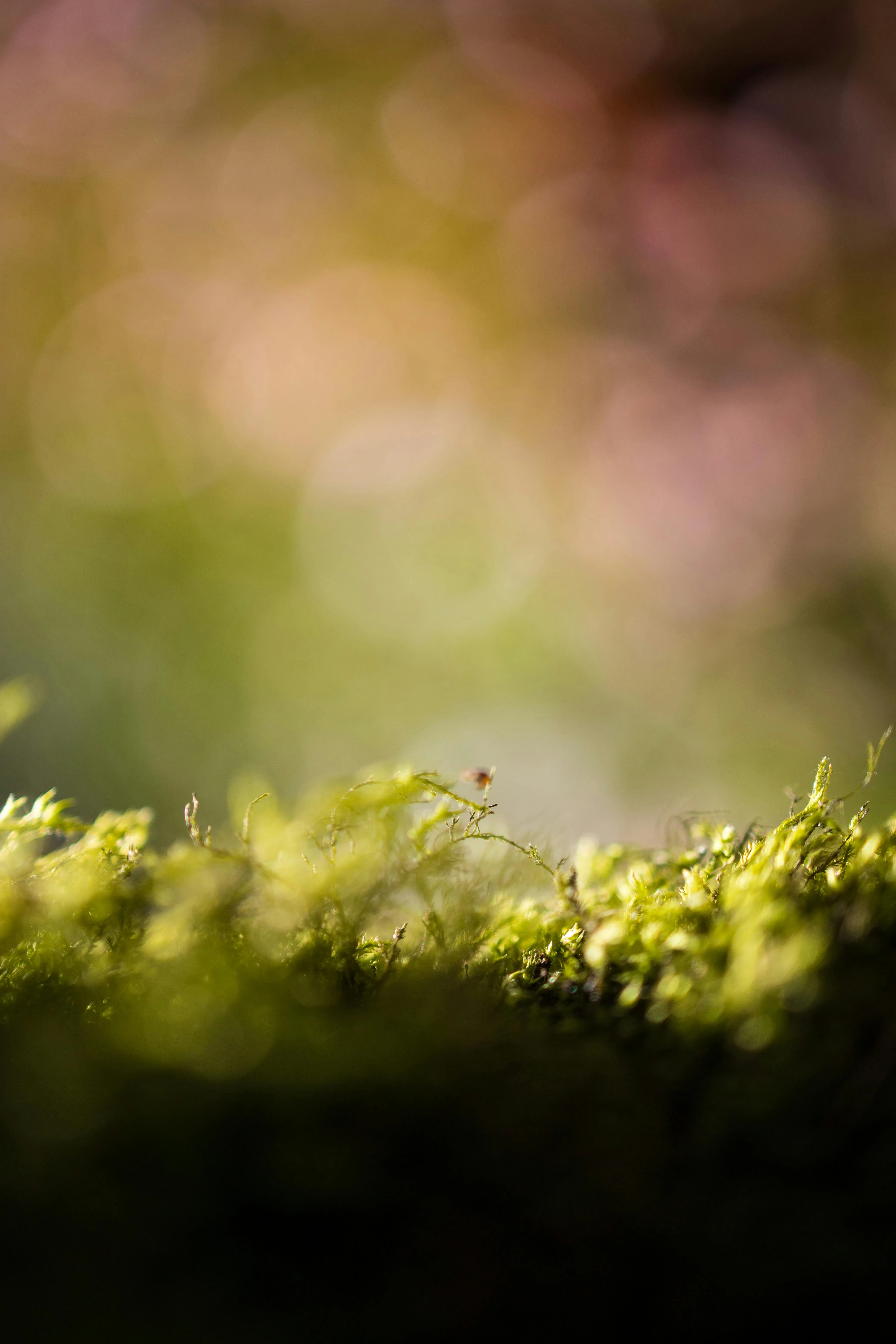 Soft Focus Green Grass with Morning Dew Drops Wallpaper