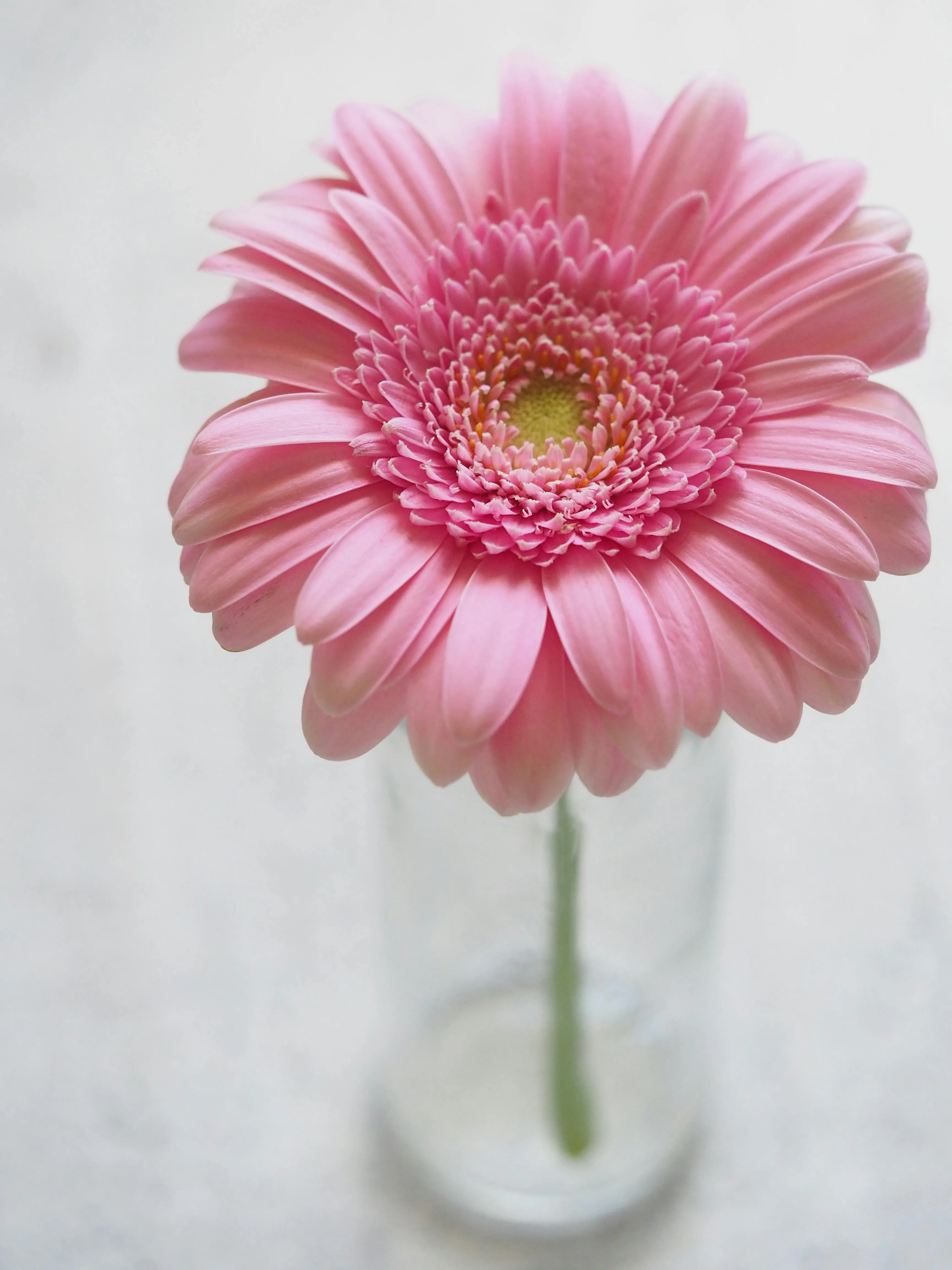 Soft Pink Daisy Flower for iPhone 15 Plus Wallpaper